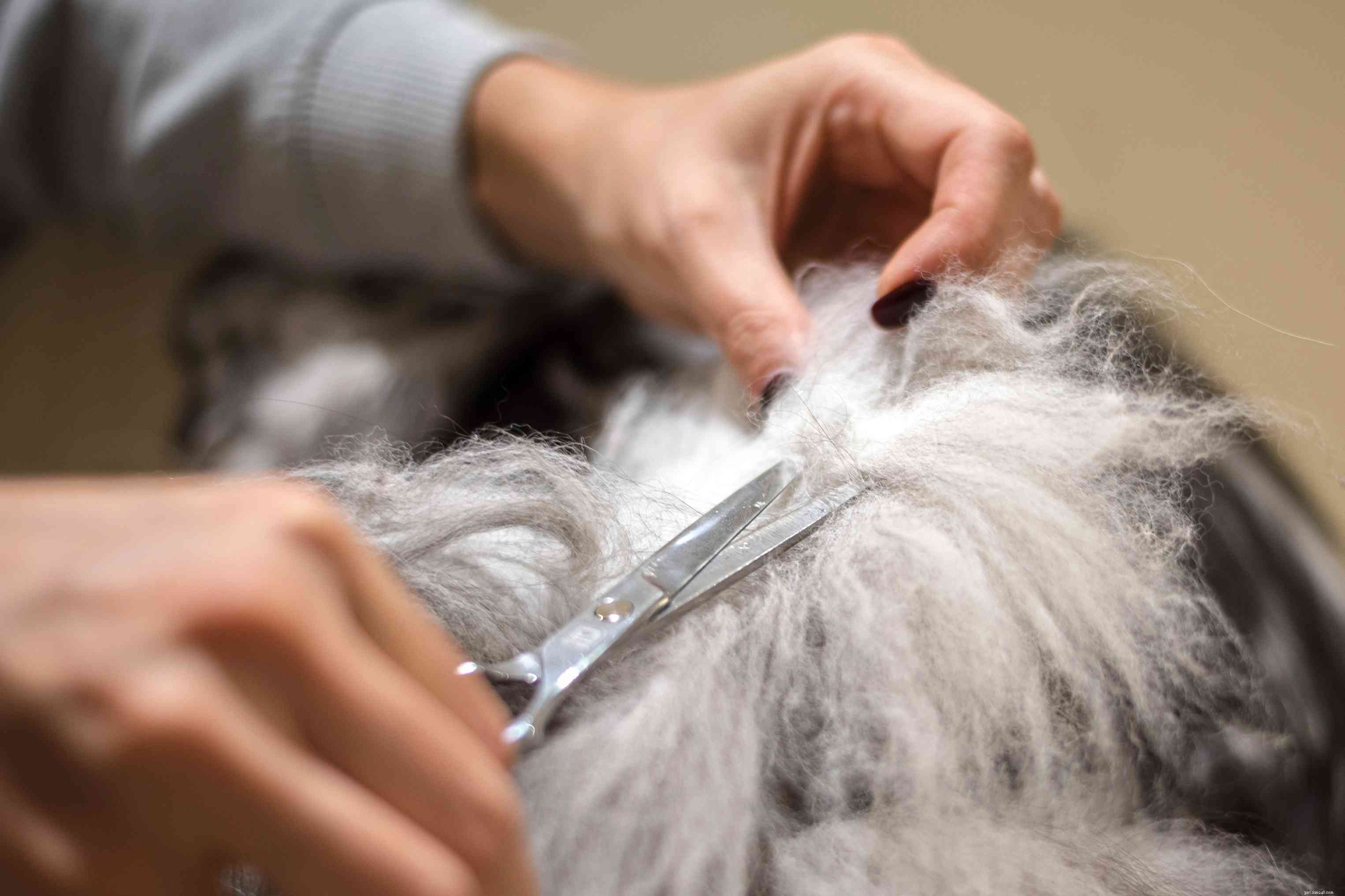 How to Safely De‑Mat Your Cat: A Step‑by‑Step Guide