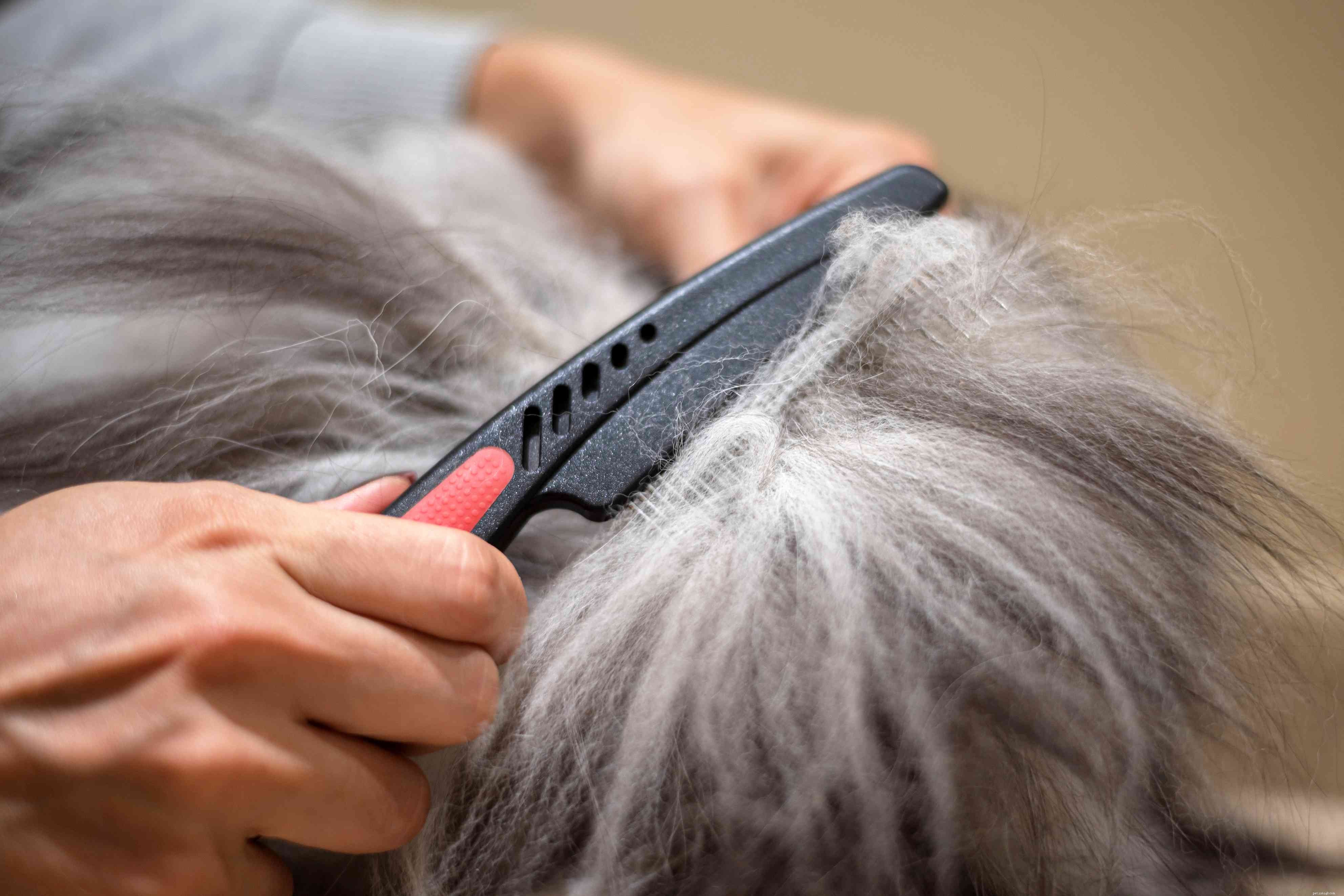 How to Safely De‑Mat Your Cat: A Step‑by‑Step Guide