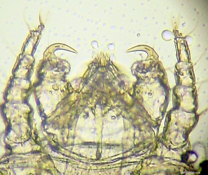 Cheyletiella Mites in Cats: Symptoms, Diagnosis, and Treatment