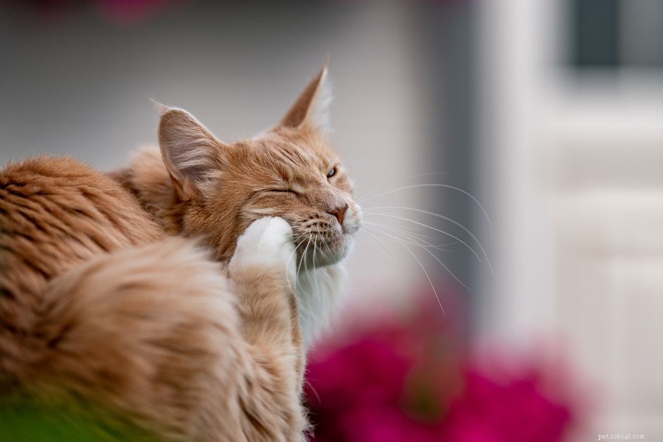 Cheyletiella Mites in Cats: Symptoms, Diagnosis, and Treatment