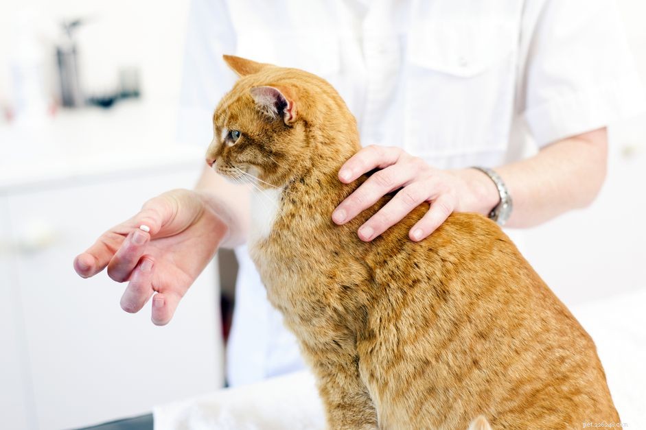 Safe & Easy Ways to Give Your Cat a Pill