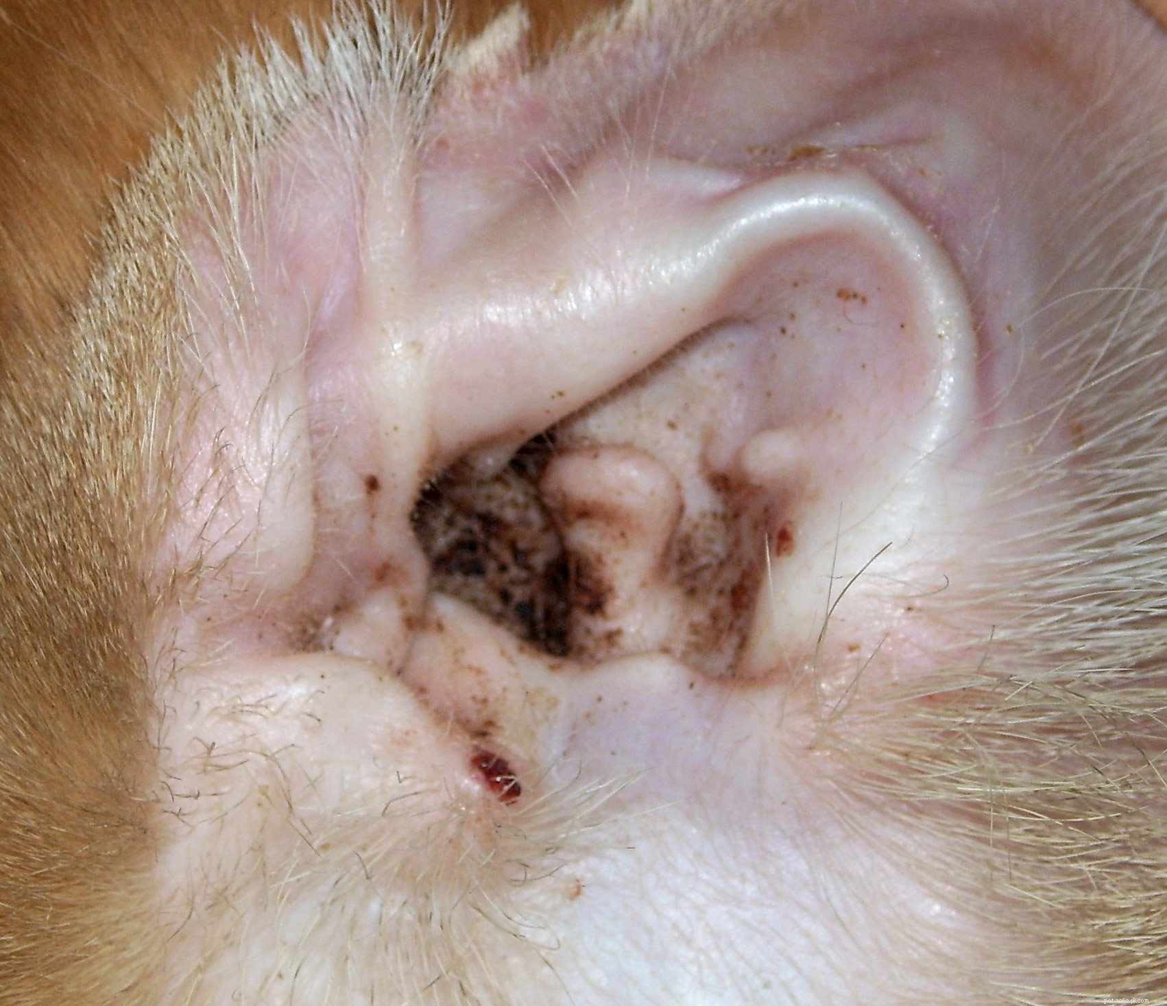 Effective Ear Mite Treatment for Cats: Quick Relief & Prevention