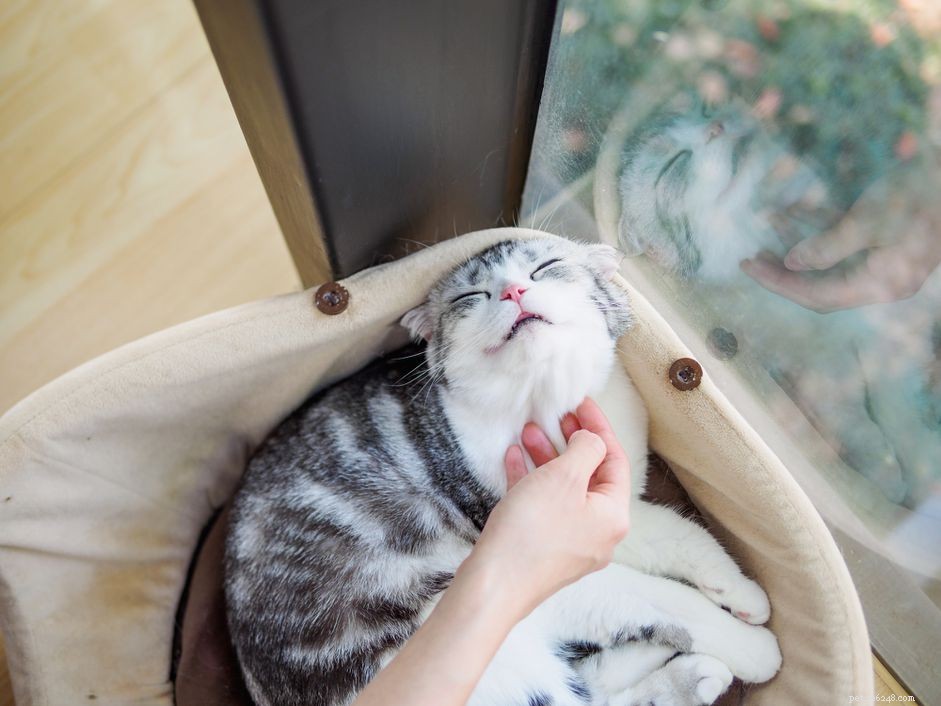 Chin Acne in Cats: Causes, Symptoms, and Effective Treatments