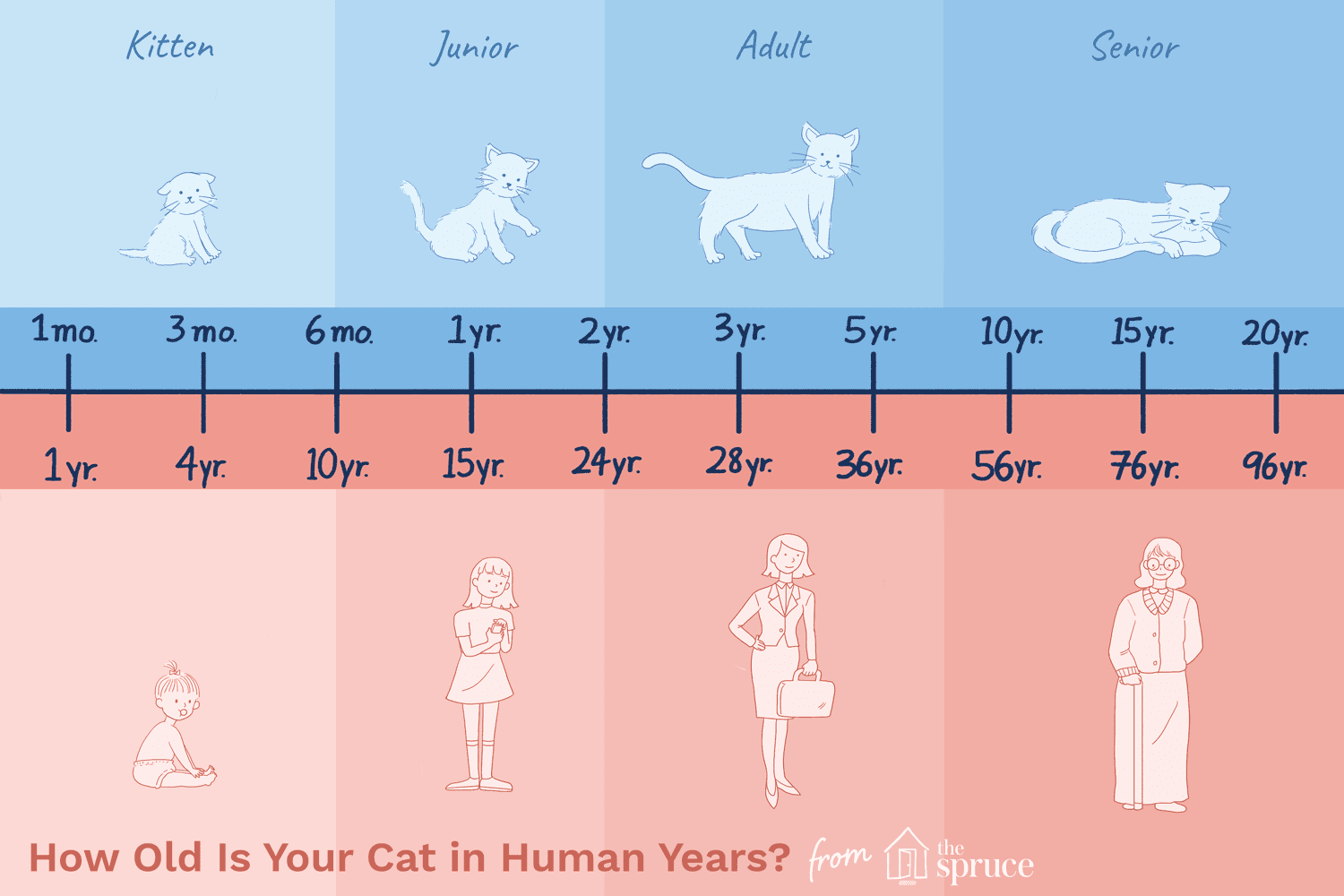 Convert Your Cat’s Age to Human Years: Accurate Guide & Chart