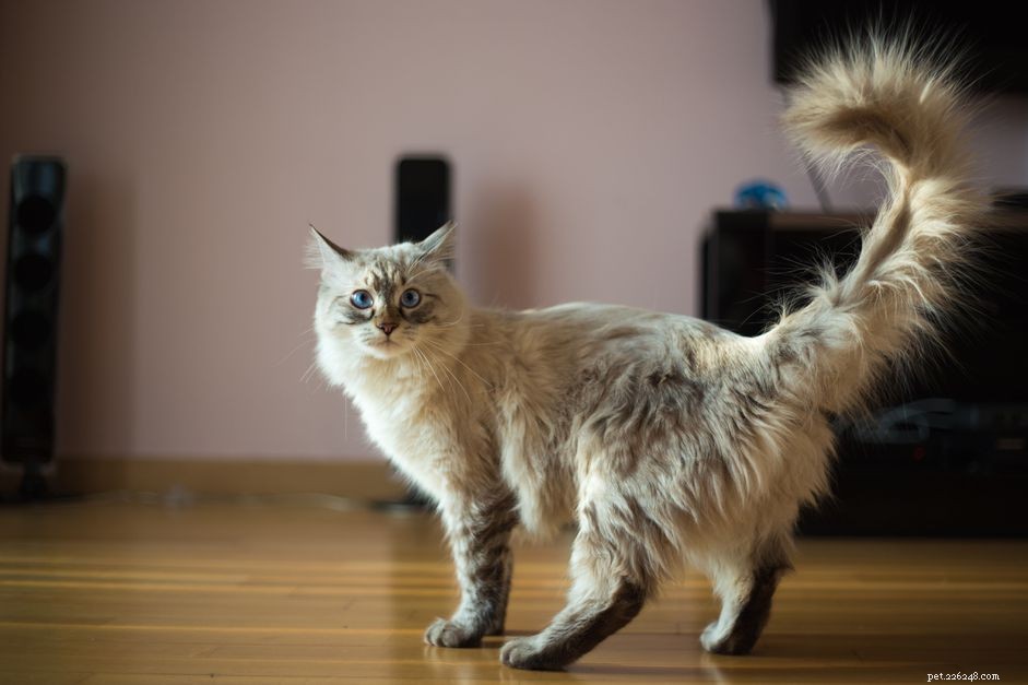 Convert Your Cat’s Age to Human Years: Accurate Guide & Chart