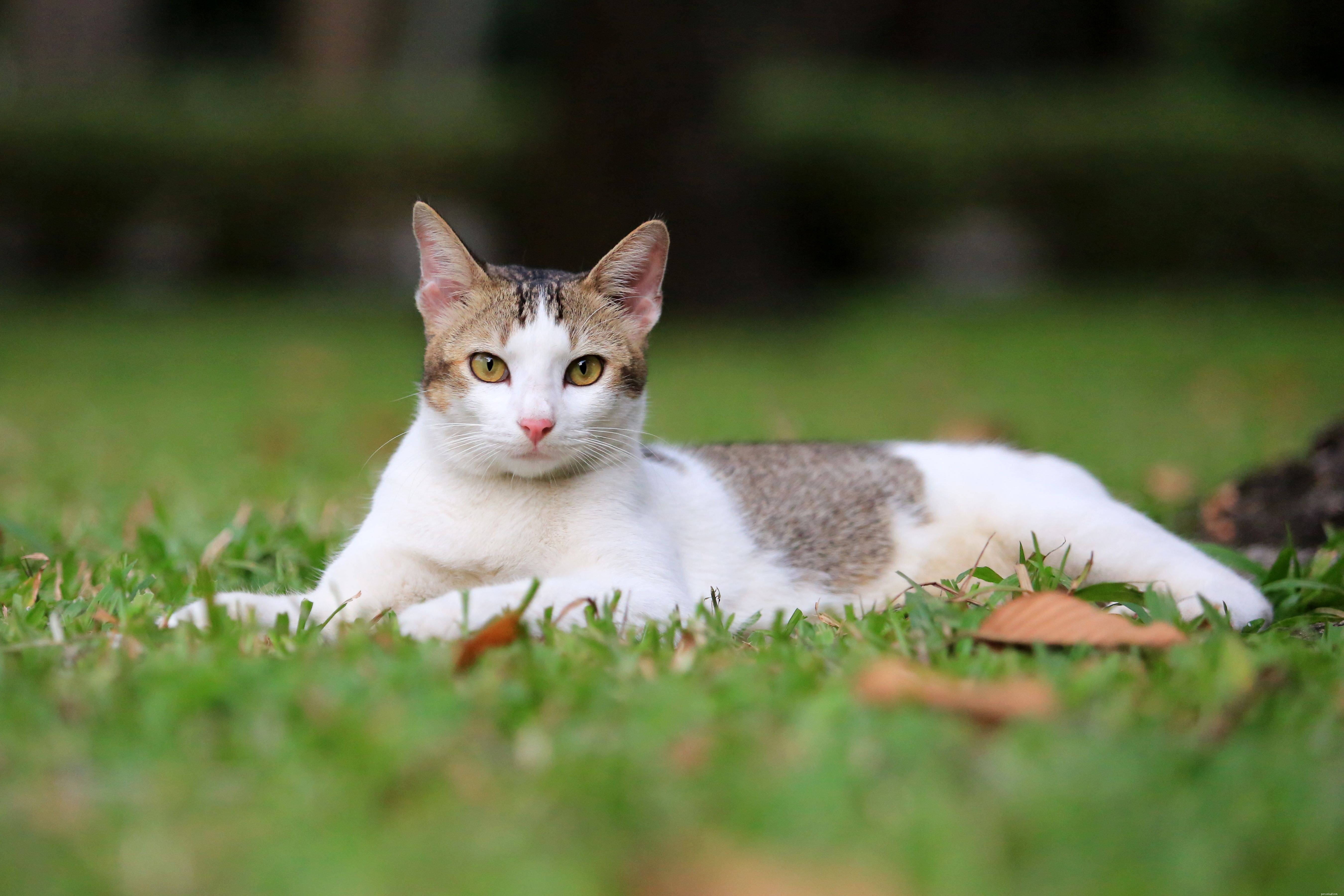 Convert Your Cat’s Age to Human Years: Accurate Guide & Chart