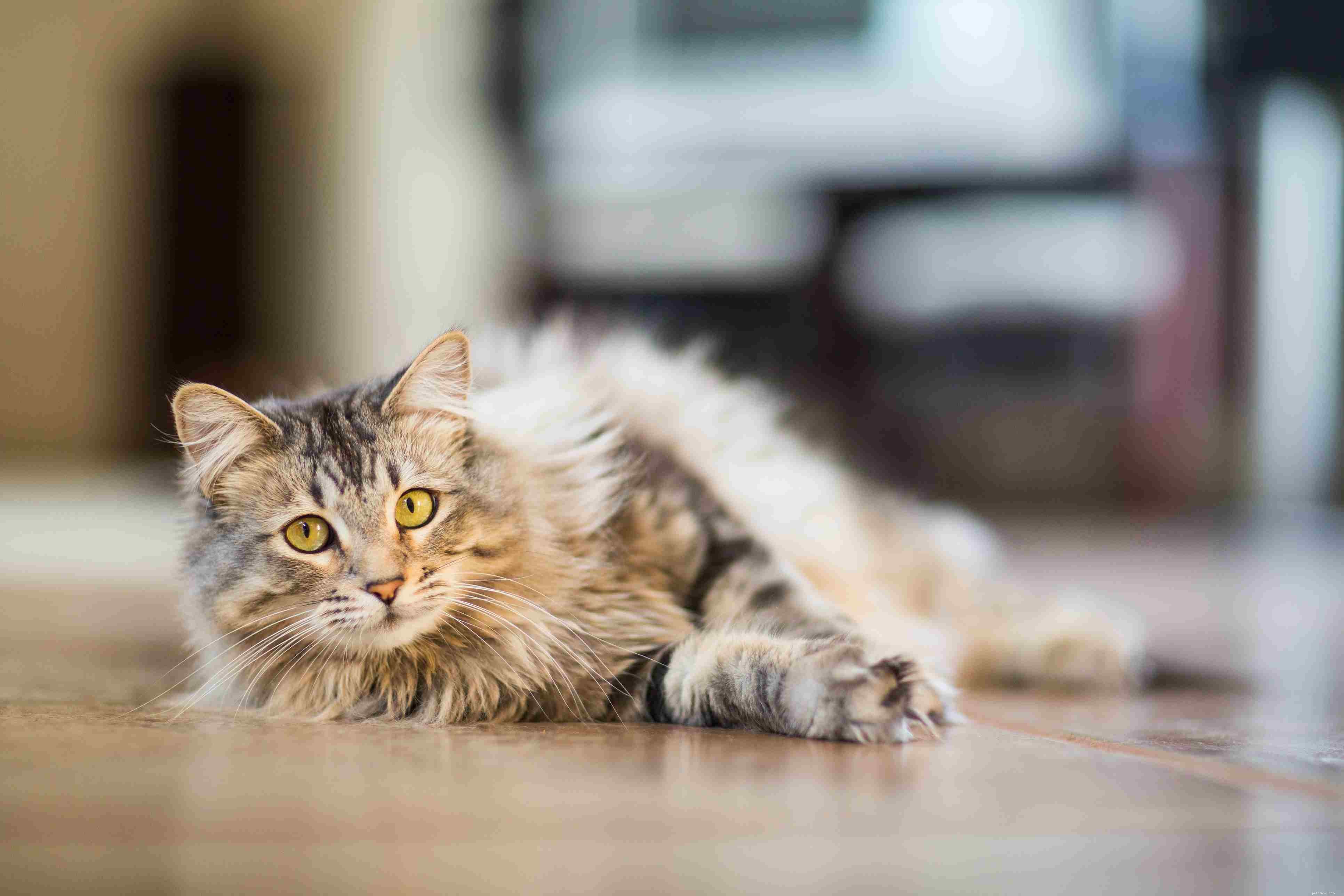 Convert Your Cat’s Age to Human Years: Accurate Guide & Chart