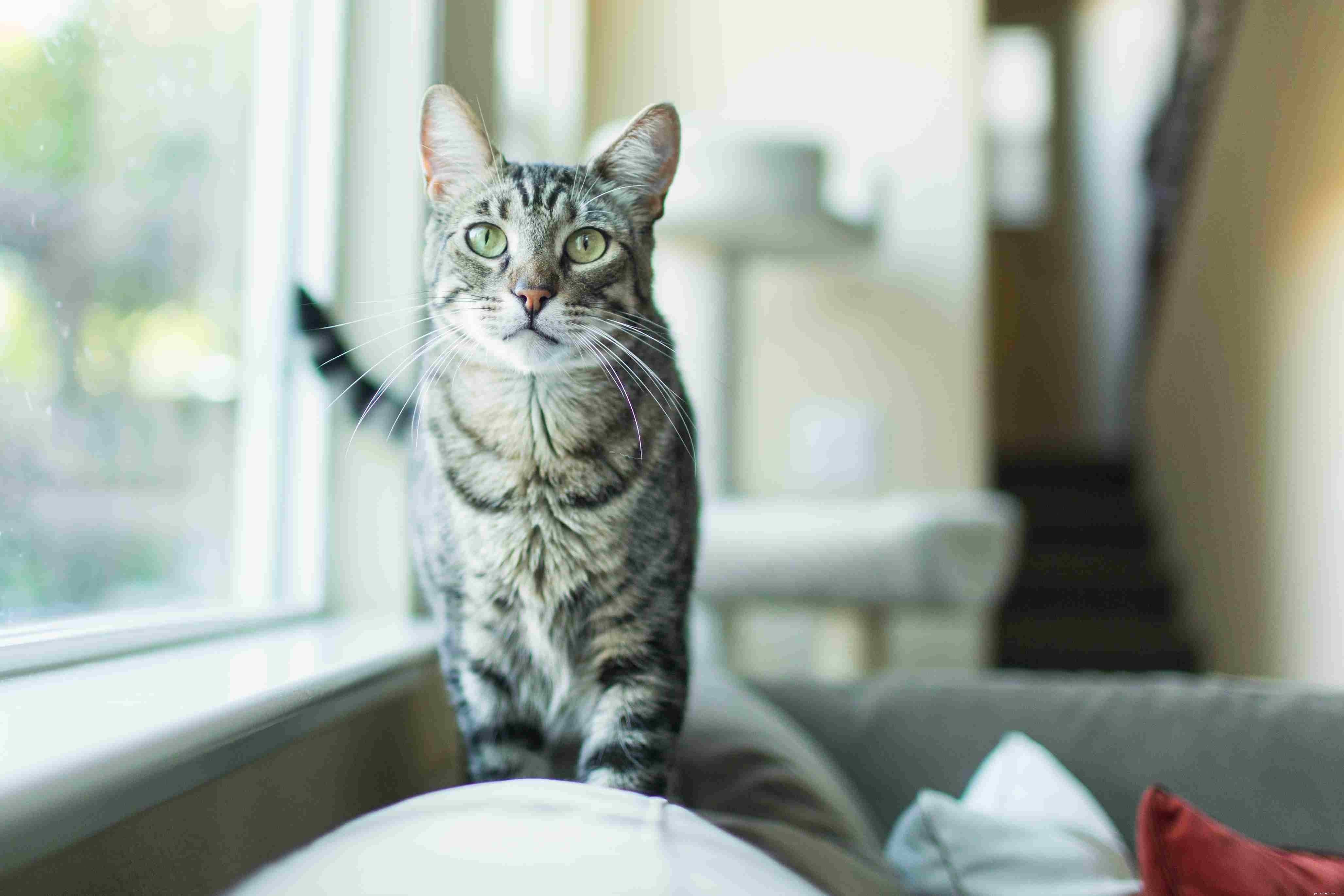 Convert Your Cat’s Age to Human Years: Accurate Guide & Chart