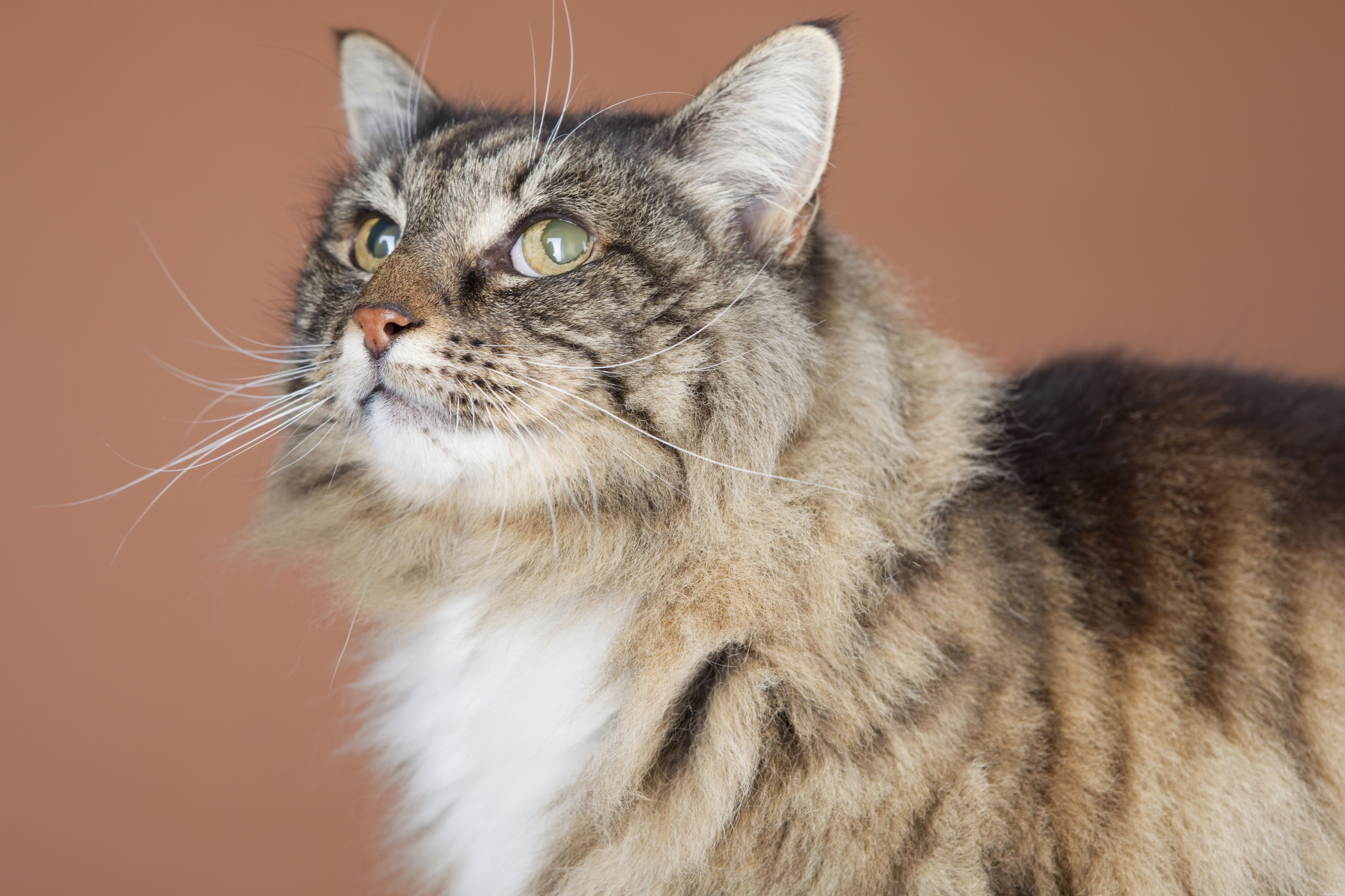 Convert Your Cat’s Age to Human Years: Accurate Guide & Chart
