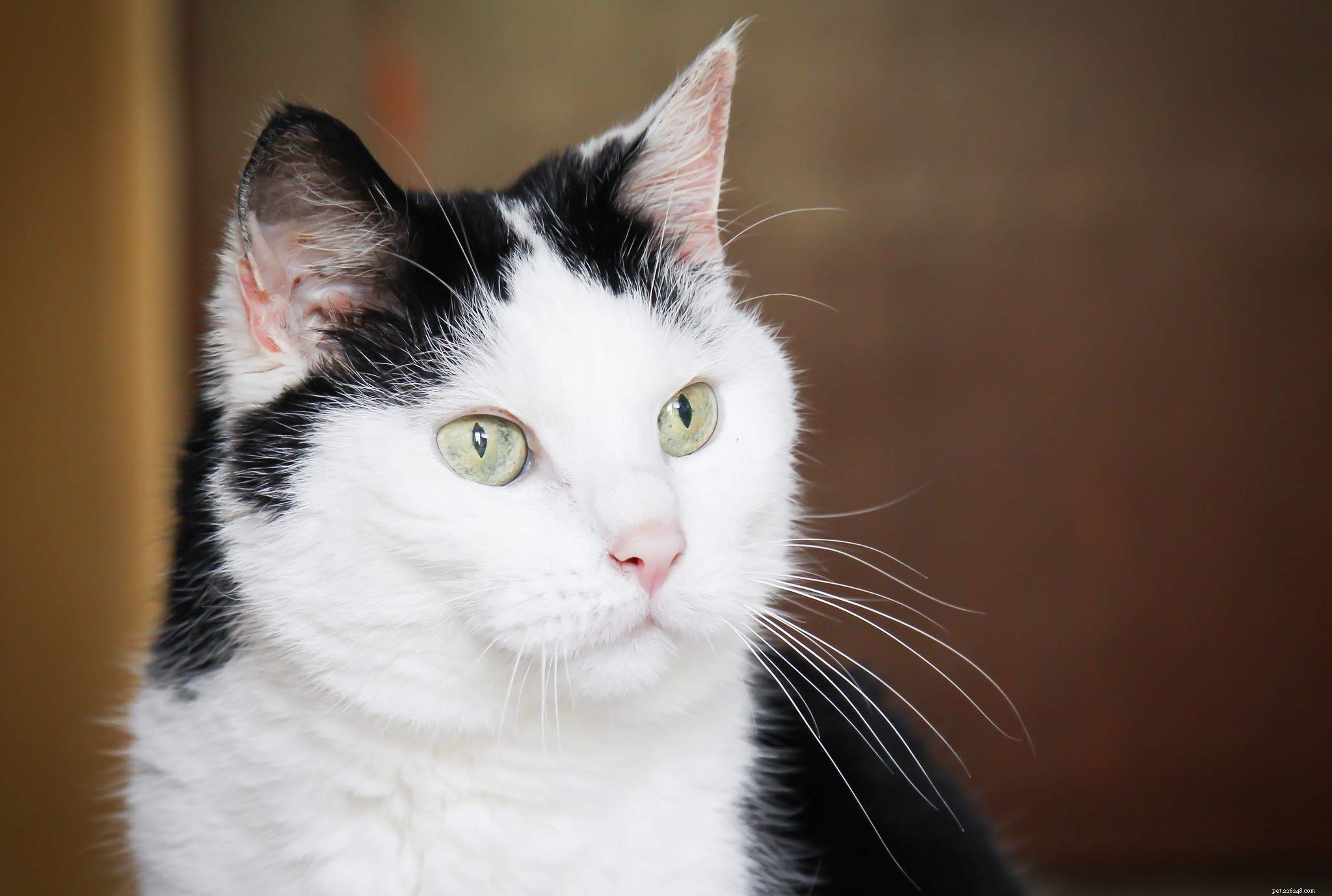 Convert Your Cat’s Age to Human Years: Accurate Guide & Chart