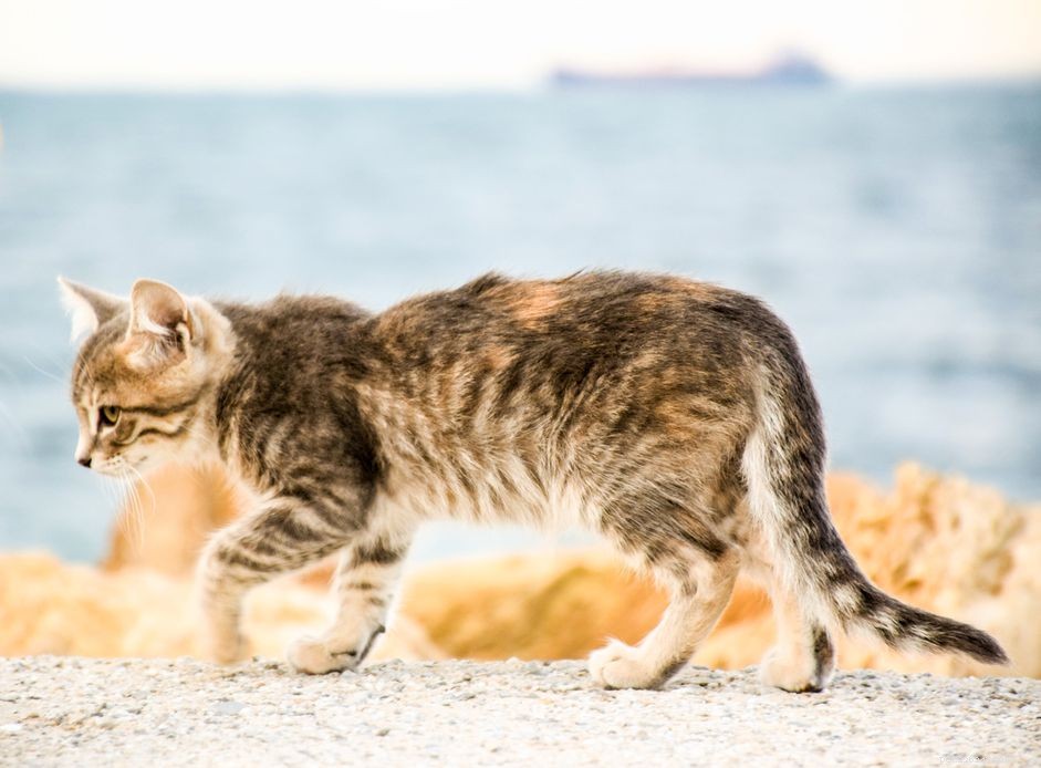 How to Assess Your Cat’s Hindquarters for Optimal Health