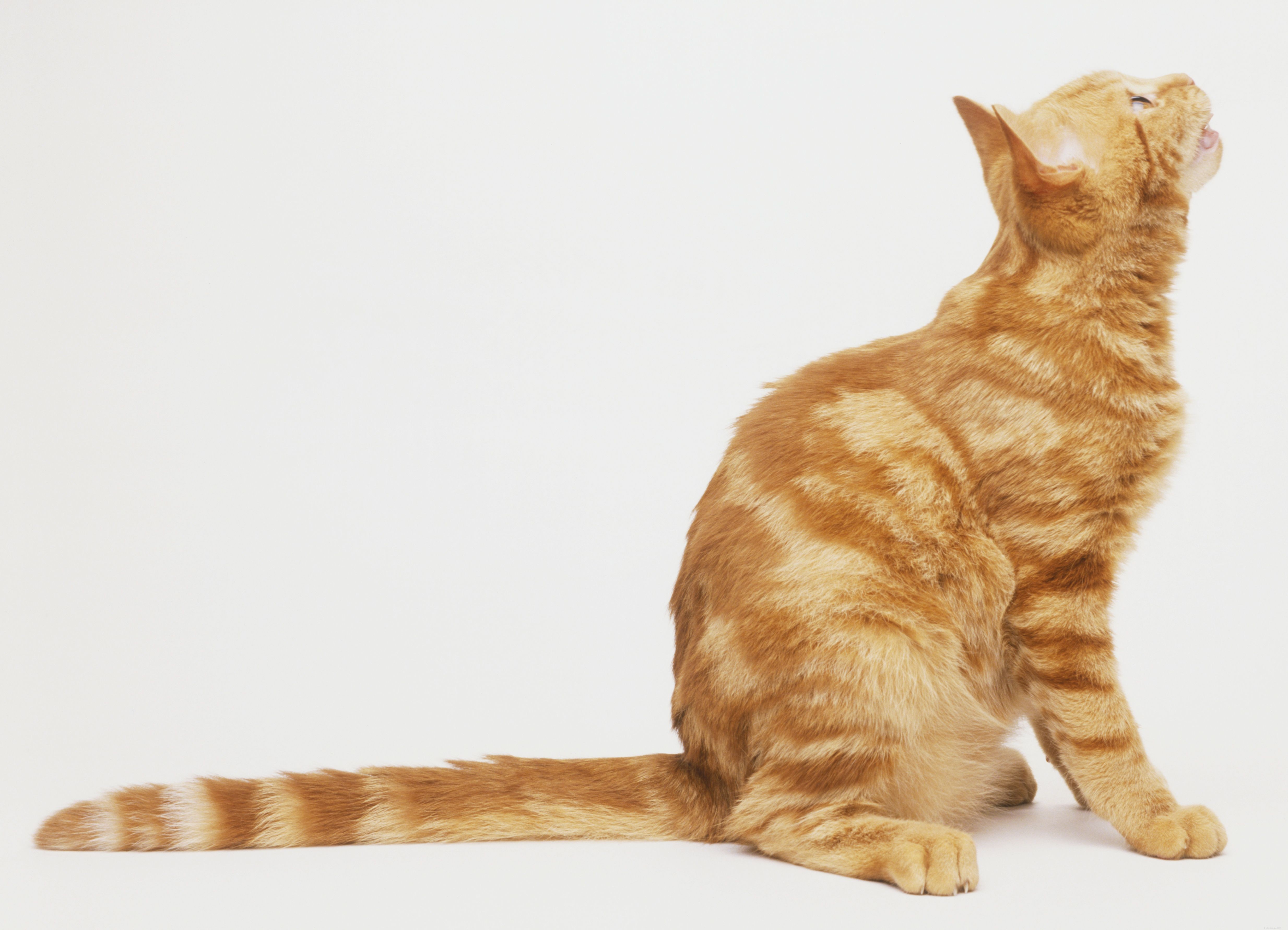 How to Assess Your Cat’s Hindquarters for Optimal Health