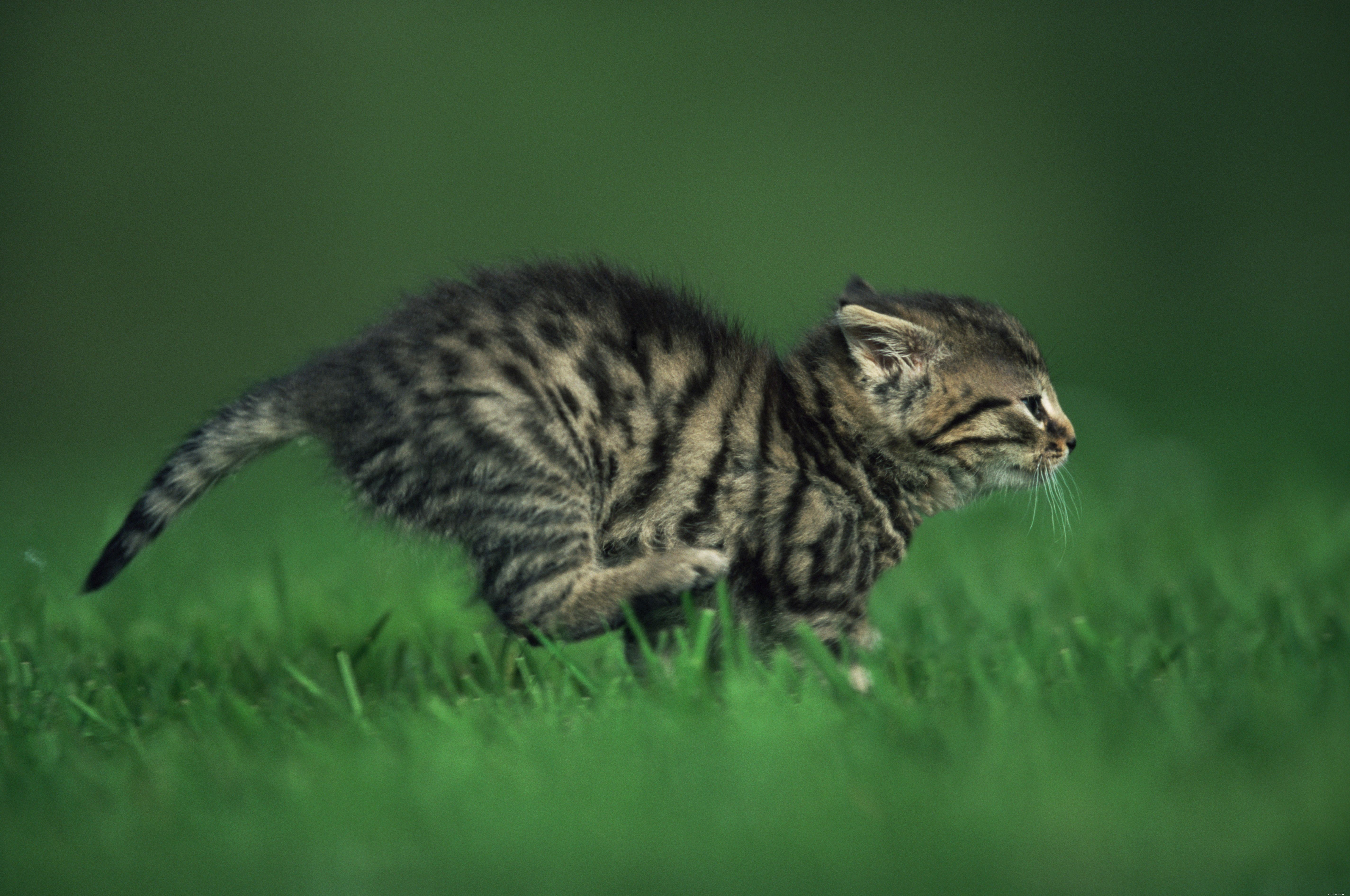 How to Assess Your Cat’s Hindquarters for Optimal Health