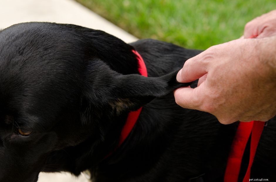 Ear Hematoma in Dogs: Causes, Symptoms & Treatment Guide