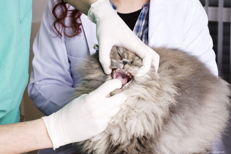 What Causes Bad Breath and Drooling in Cats – A Guide for Owners