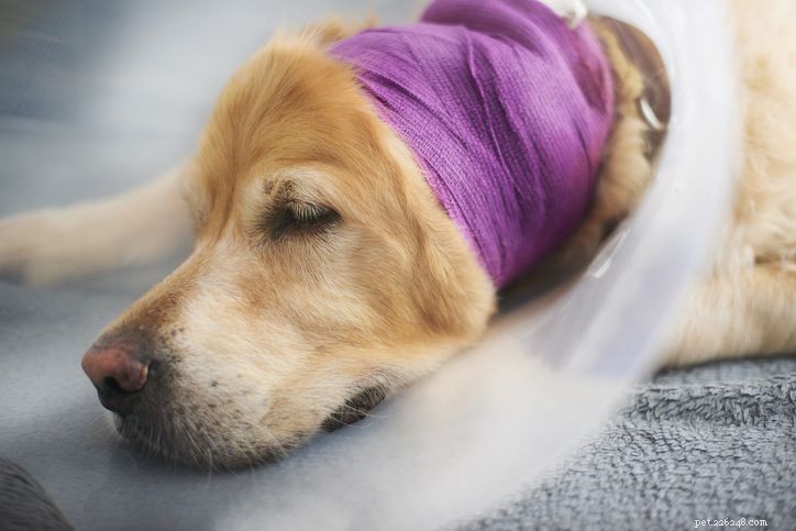 Ear Hematoma in Dogs: Causes, Symptoms & Treatment Guide