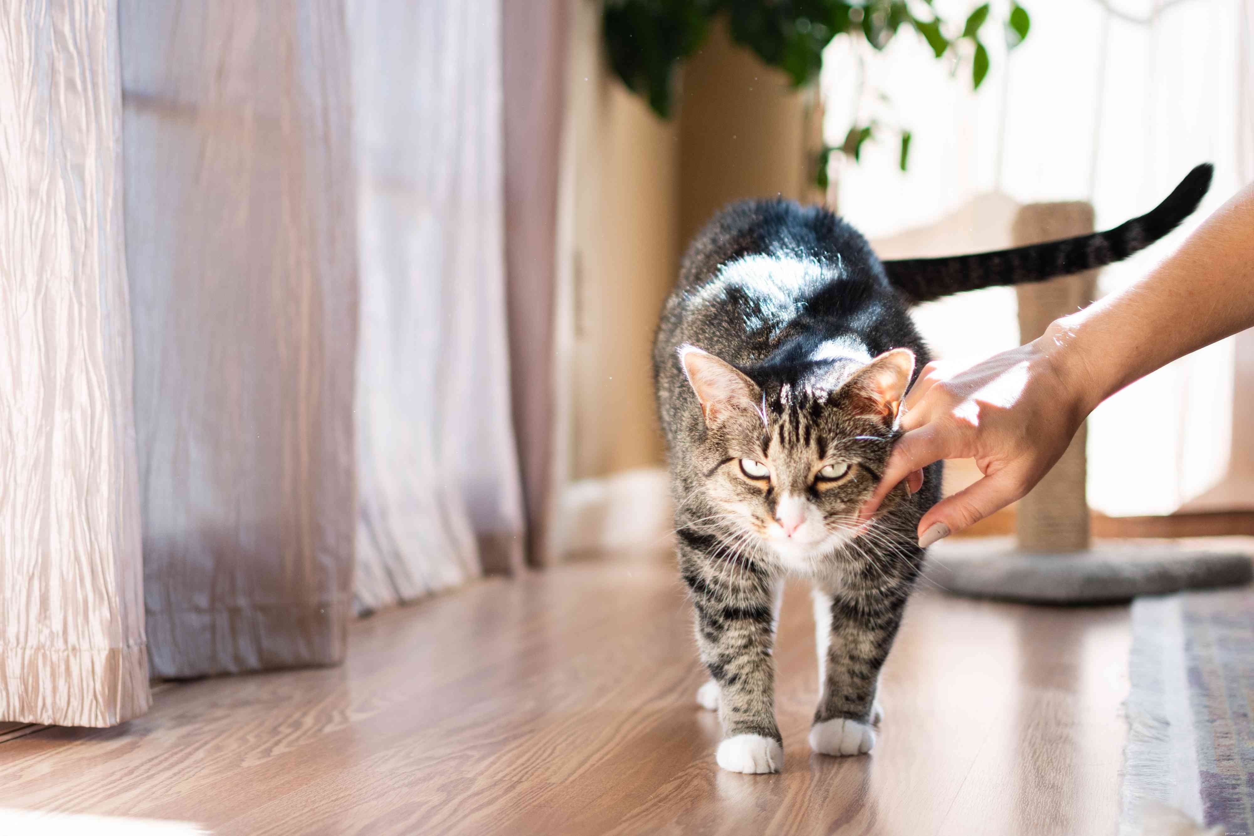 How to Spot Your Female Cat in Heat: 6 Clear Indicators
