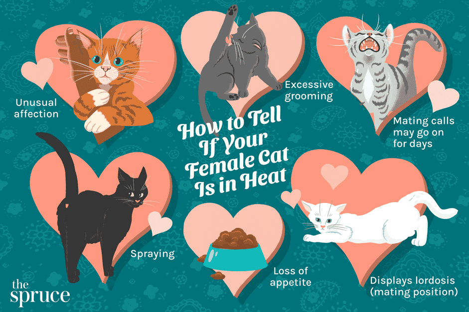 How to Spot Your Female Cat in Heat: 6 Clear Indicators