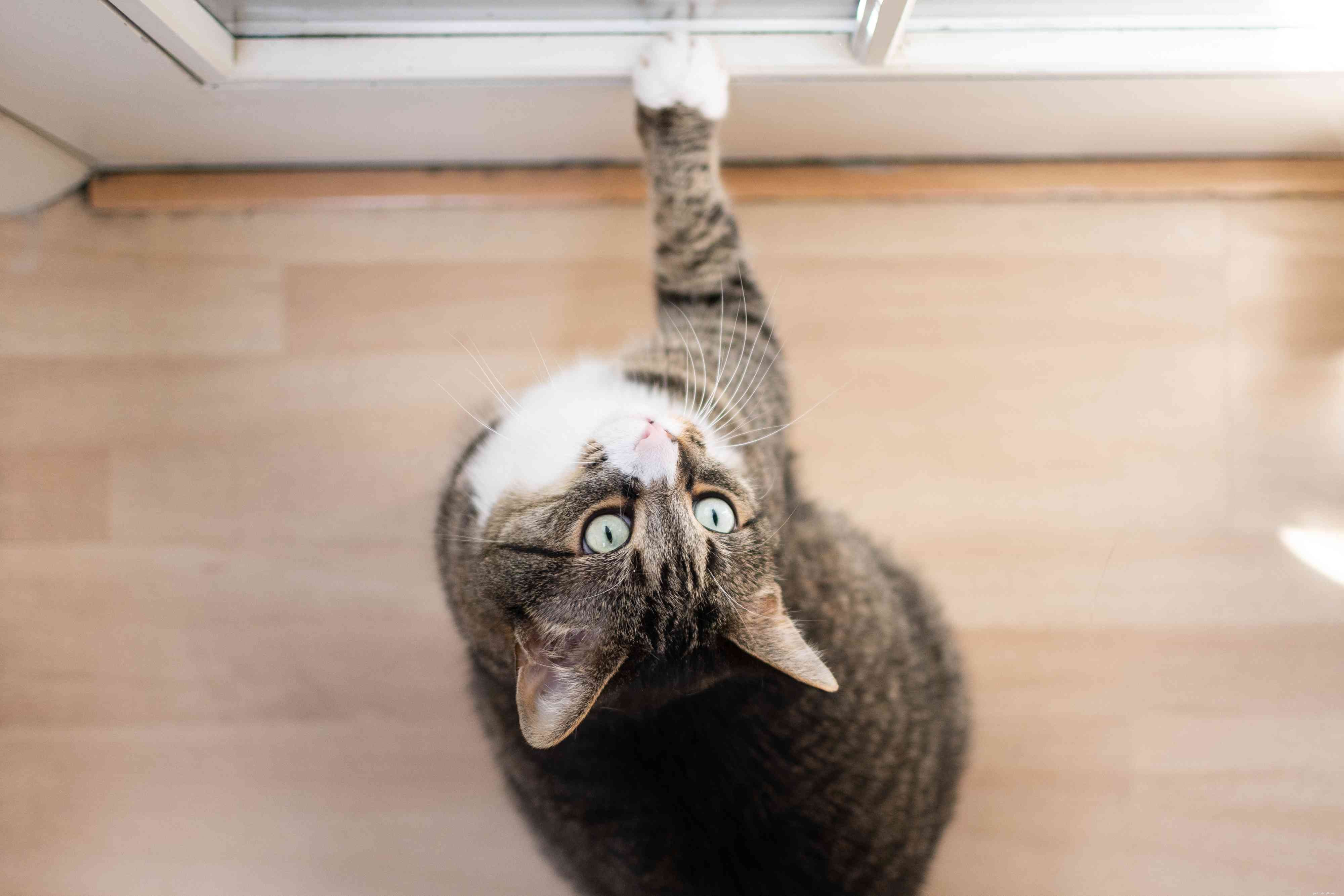 How to Spot Your Female Cat in Heat: 6 Clear Indicators