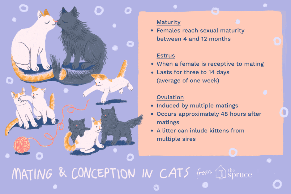 Understanding Cat Mating & Conception: A Guide for Pet Owners