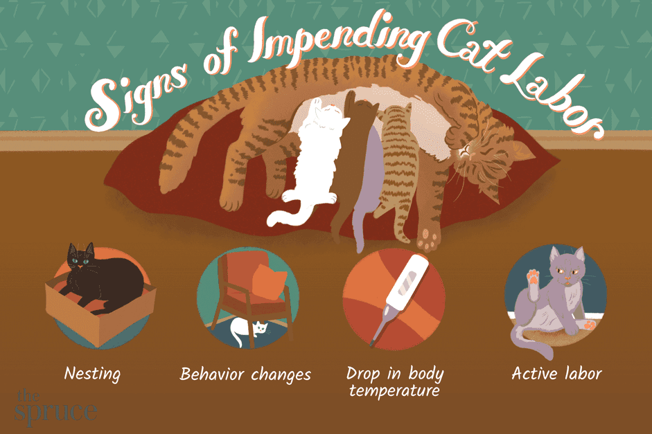 Supporting a Pregnant Cat During Labor: Expert Tips & Care