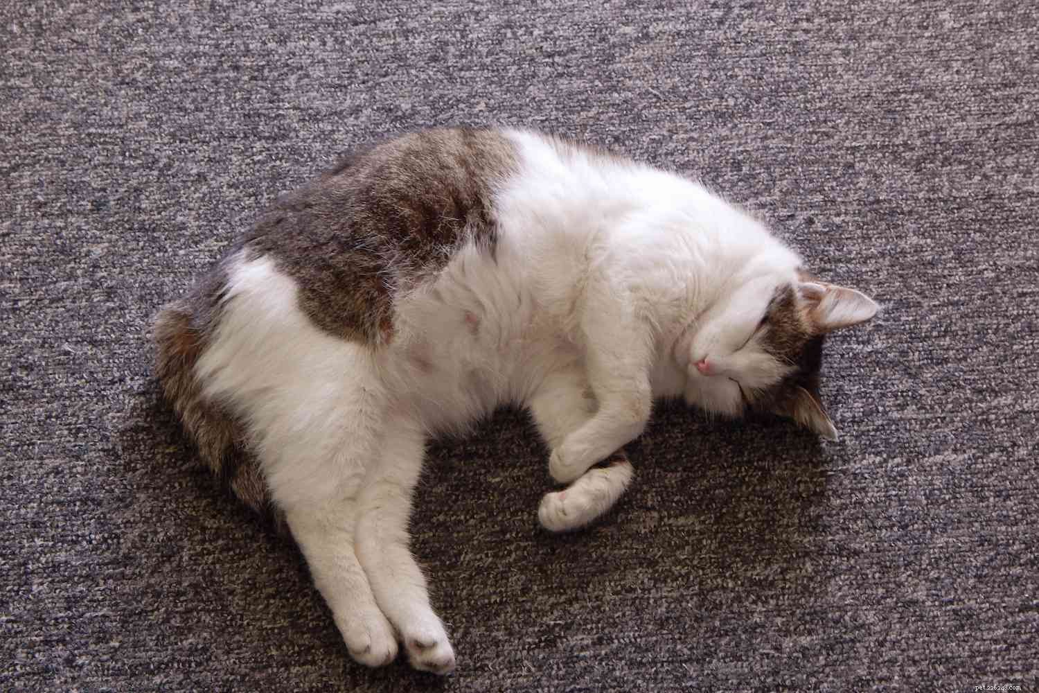 Supporting a Pregnant Cat During Labor: Expert Tips & Care