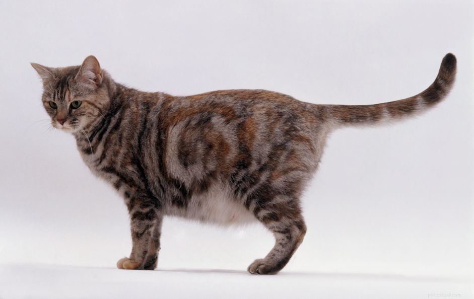 Should You Spay a Pregnant Rescue Cat? Expert Guidance on Ethics and Overpopulation