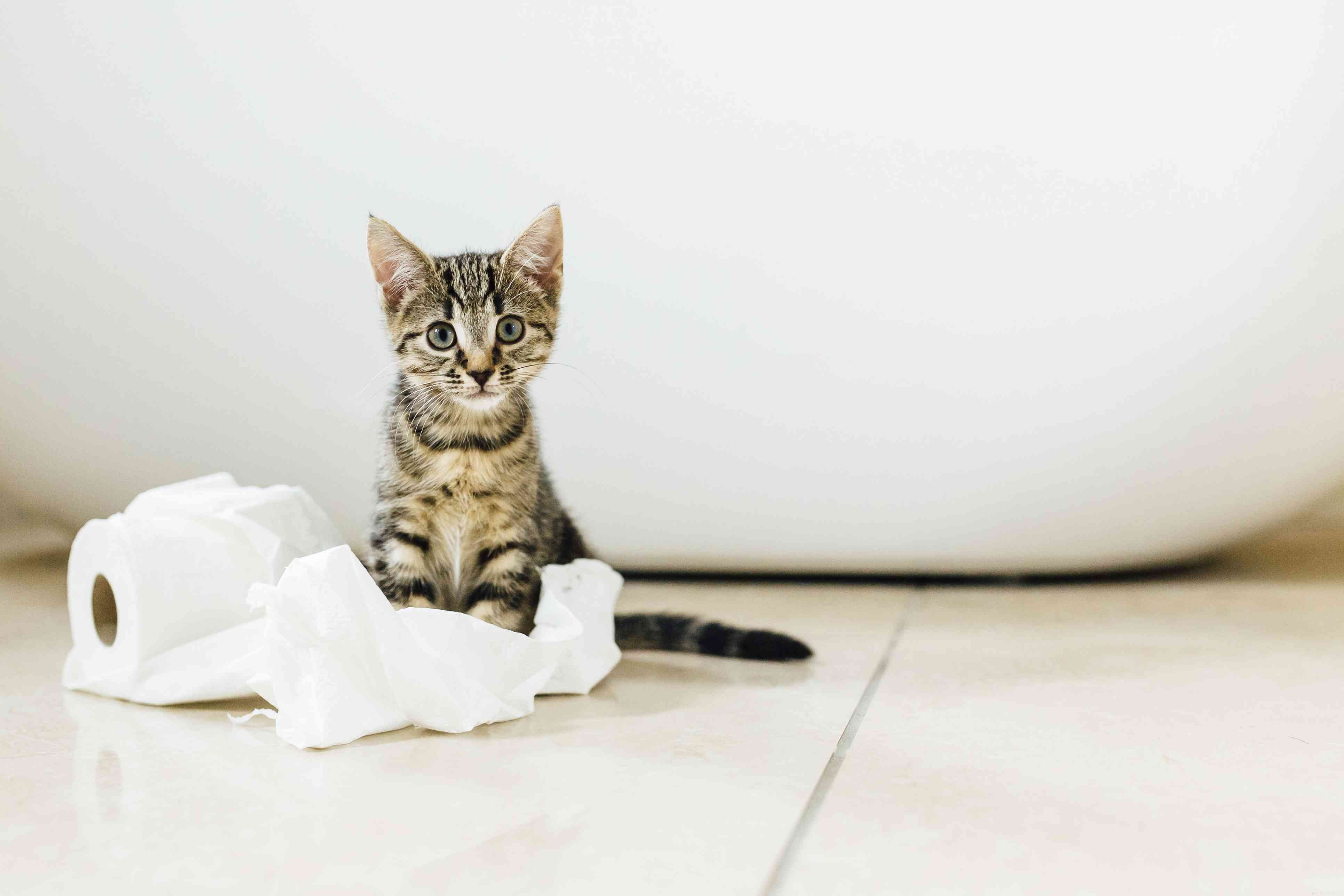 Three Reliable Methods to Identify a Kitten’s Gender