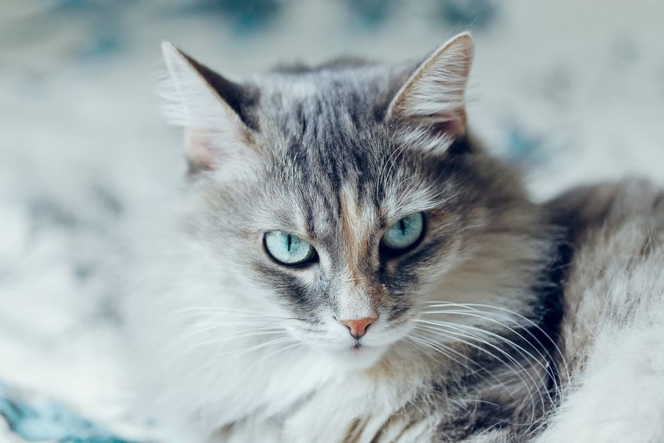 Siberian Cat: Breed Profile & Care Guide
