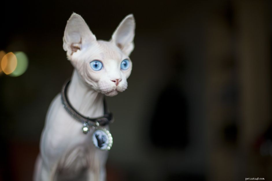 Sphynx Cat Breed Profile: Characteristics, Care, and Adoption Guide