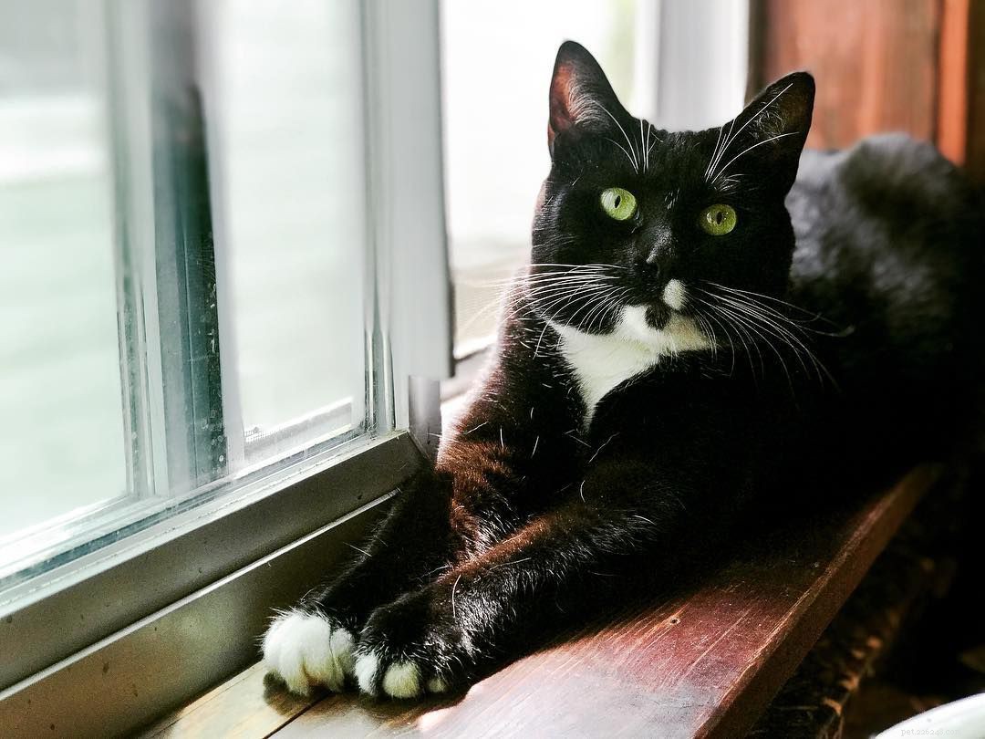 7 Intriguing Facts About Tuxedo Cats You Should Know