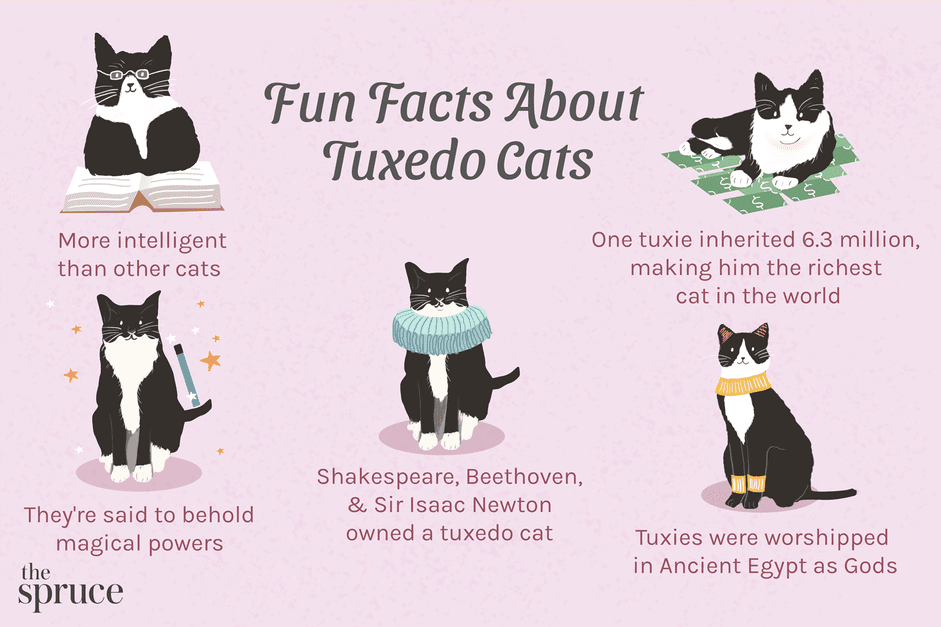 7 Intriguing Facts About Tuxedo Cats You Should Know