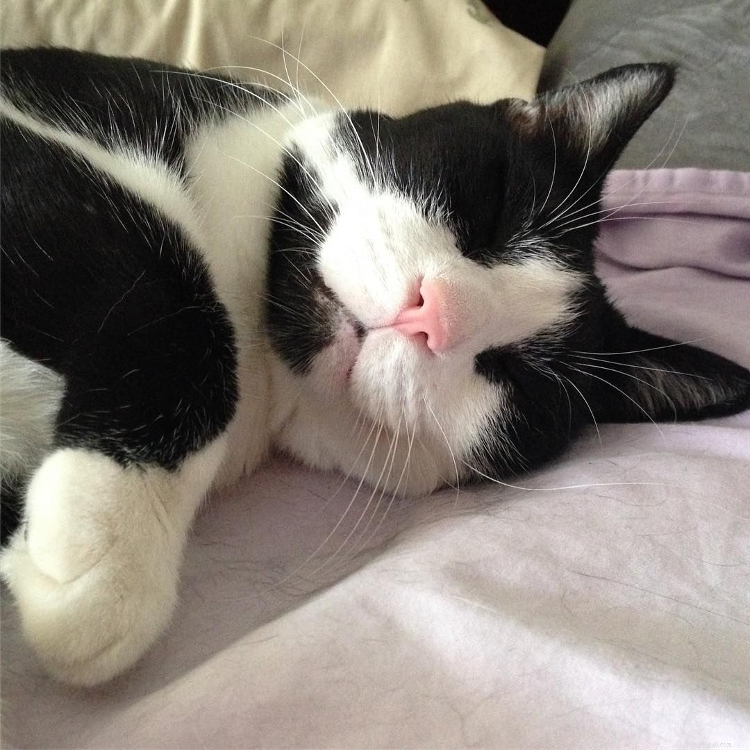 7 Intriguing Facts About Tuxedo Cats You Should Know