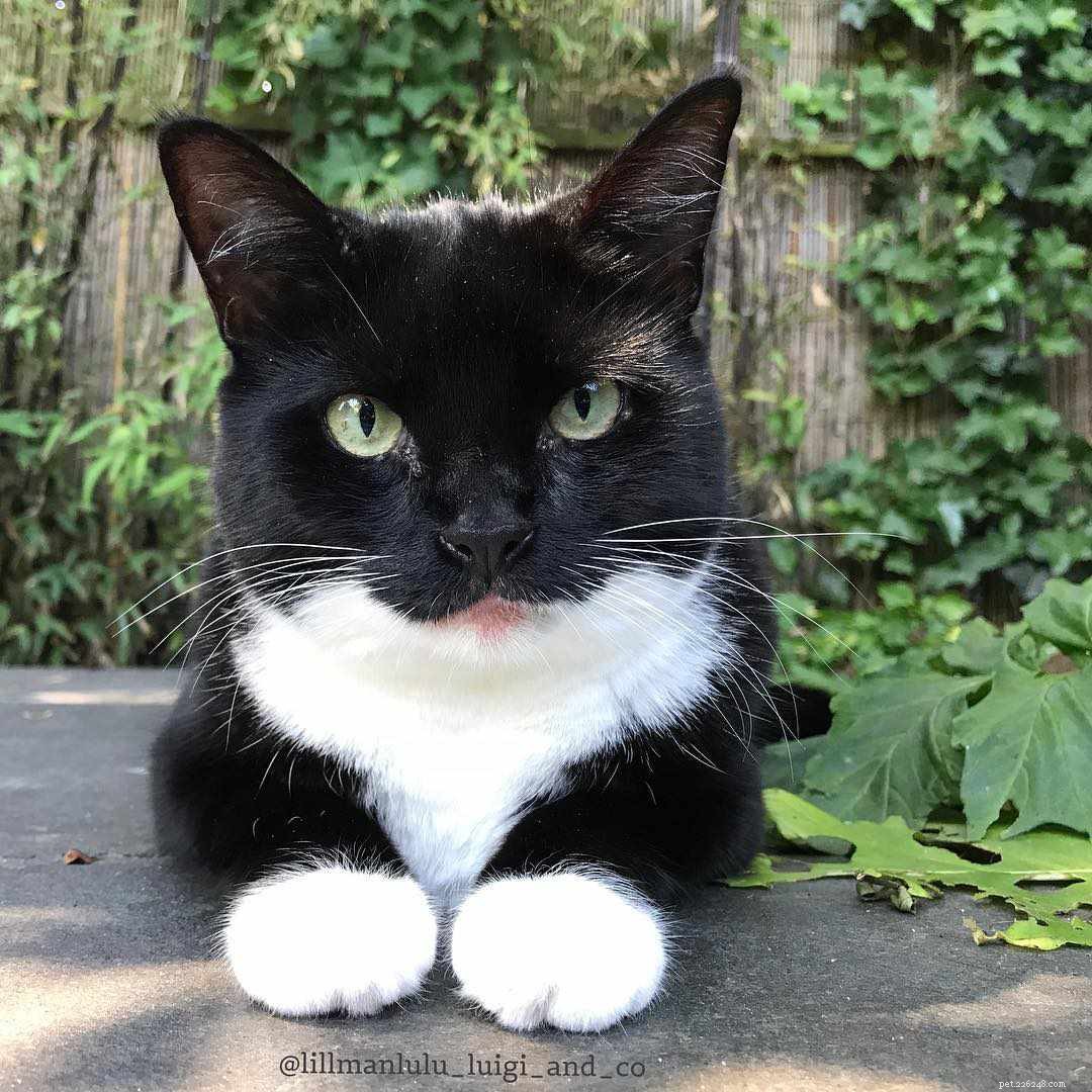 7 Intriguing Facts About Tuxedo Cats You Should Know
