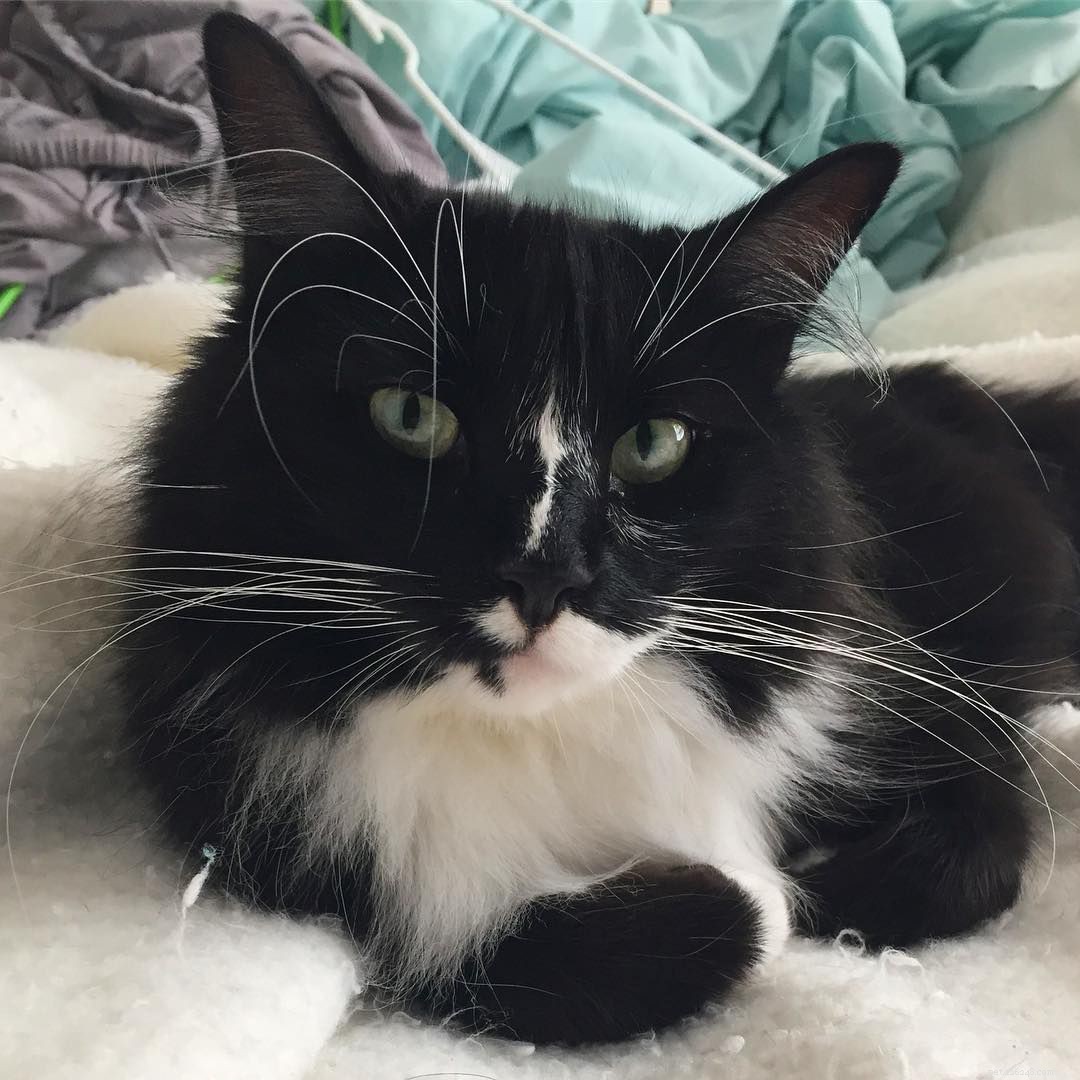 7 Intriguing Facts About Tuxedo Cats You Should Know