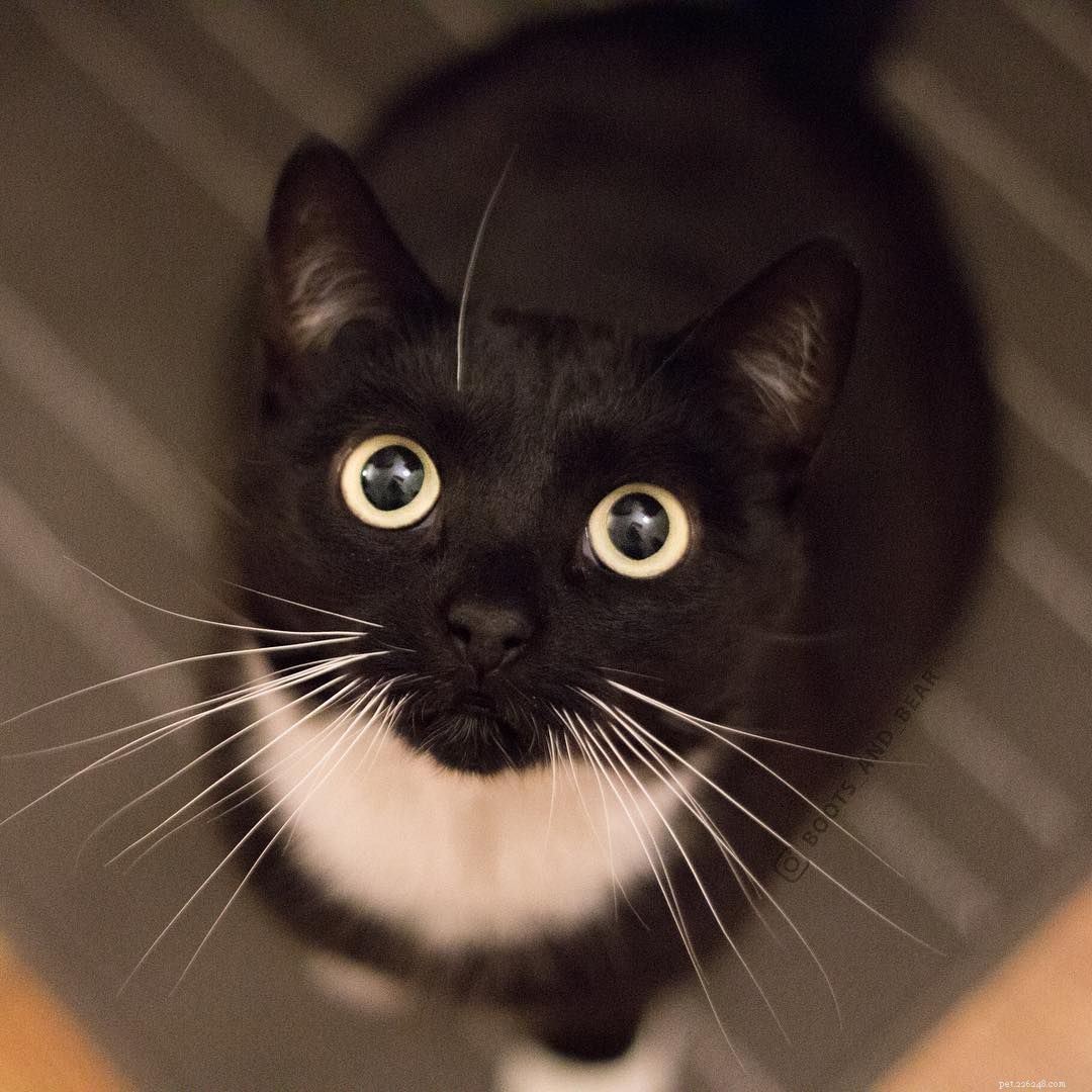 7 Intriguing Facts About Tuxedo Cats You Should Know