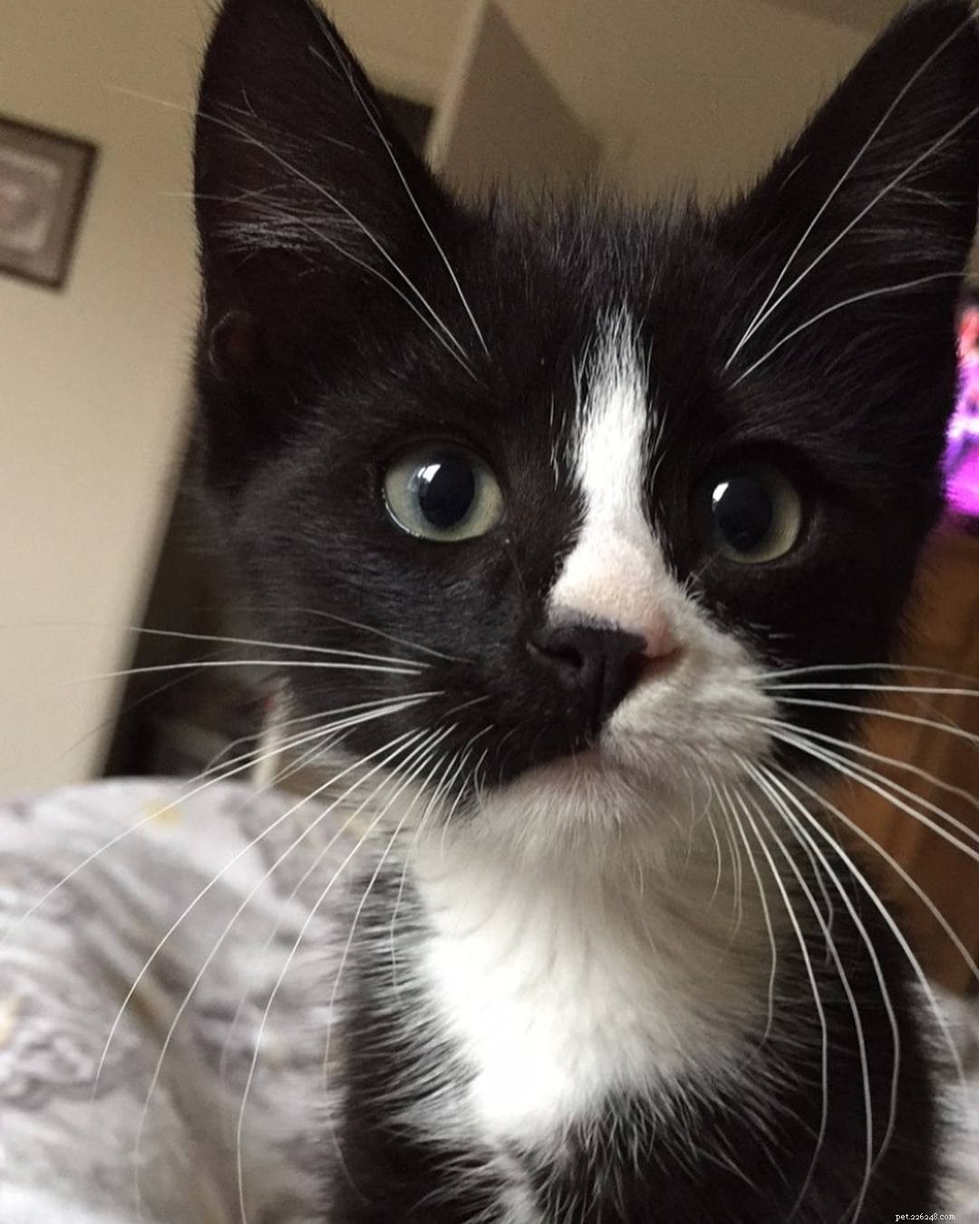 7 Intriguing Facts About Tuxedo Cats You Should Know