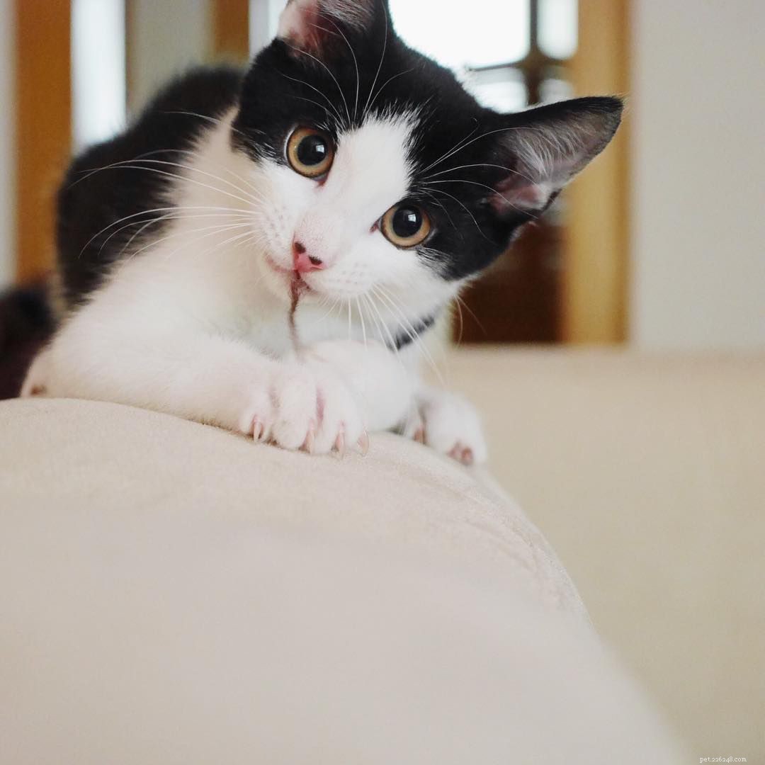 7 Intriguing Facts About Tuxedo Cats You Should Know