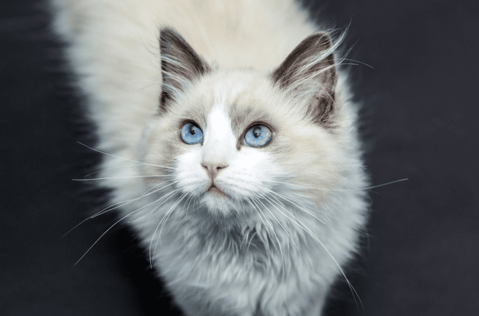 Discover 11 Adorable Ragdoll Cats: Stunning Photos & Loving Profiles