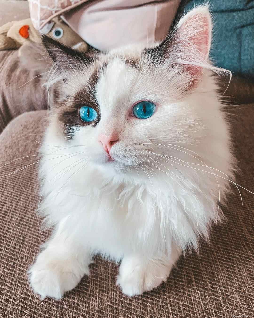 Discover 11 Adorable Ragdoll Cats: Stunning Photos & Loving Profiles