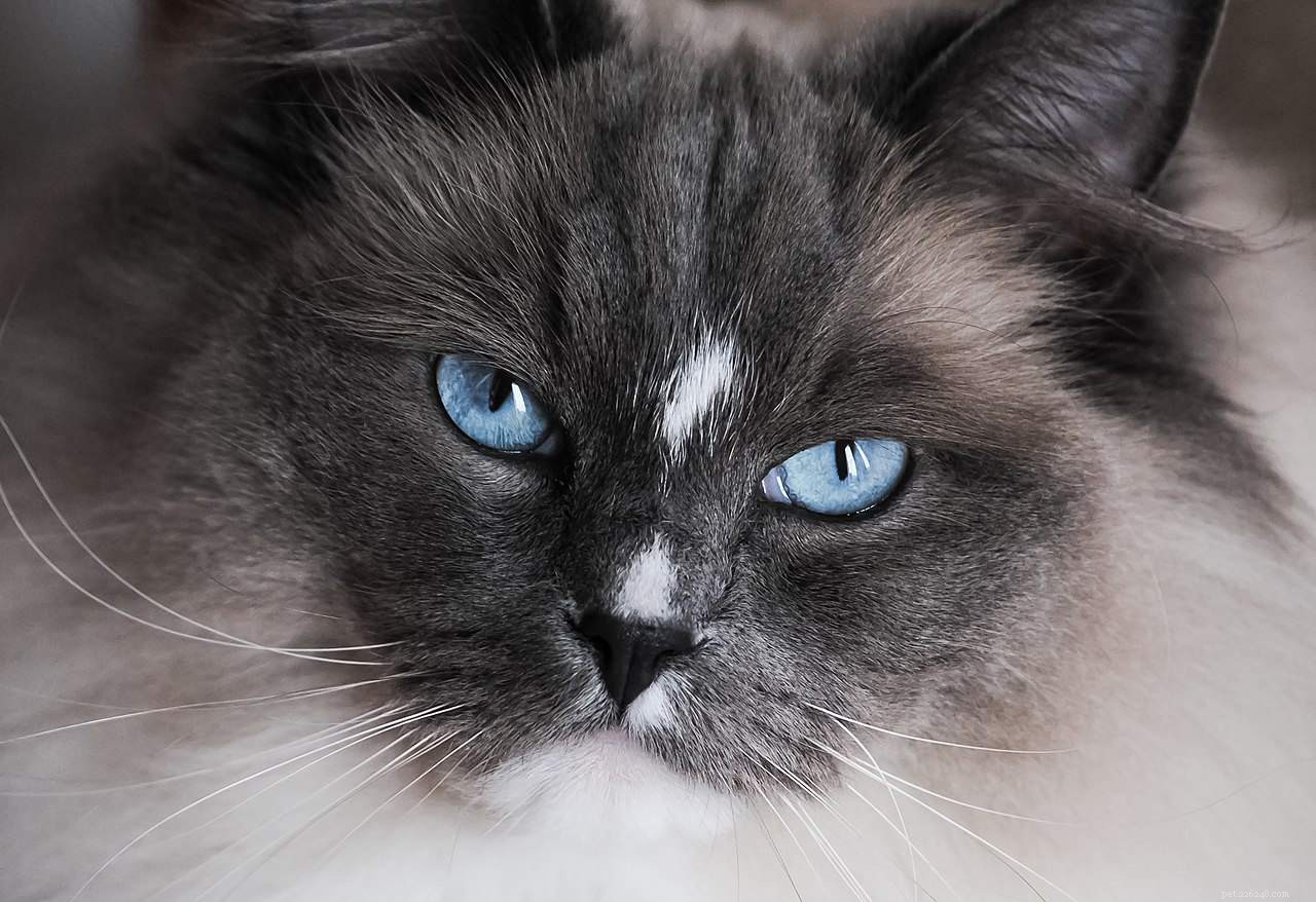 Discover 11 Adorable Ragdoll Cats: Stunning Photos & Loving Profiles