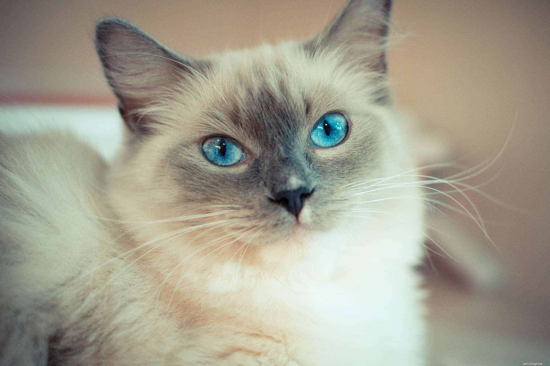 Discover 11 Adorable Ragdoll Cats: Stunning Photos & Loving Profiles