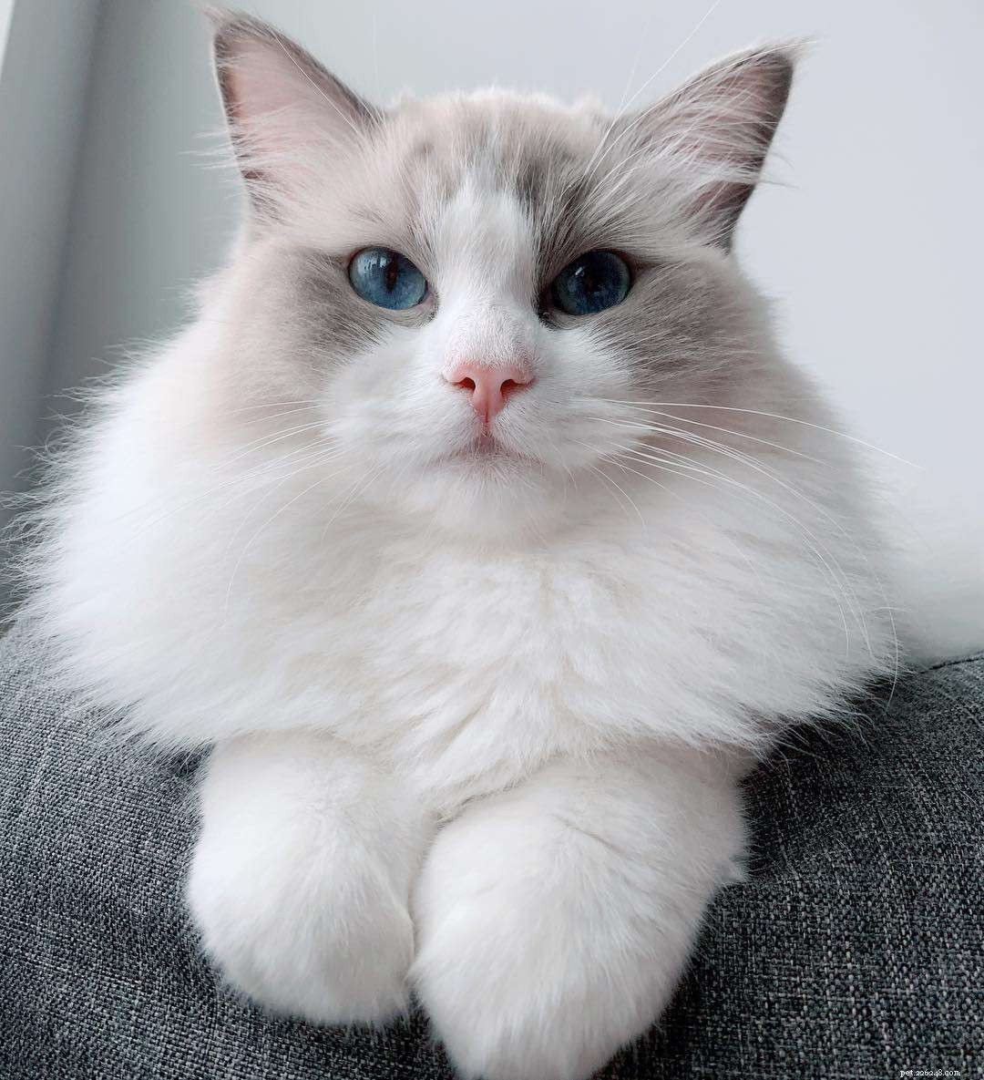 Discover 11 Adorable Ragdoll Cats: Stunning Photos & Loving Profiles