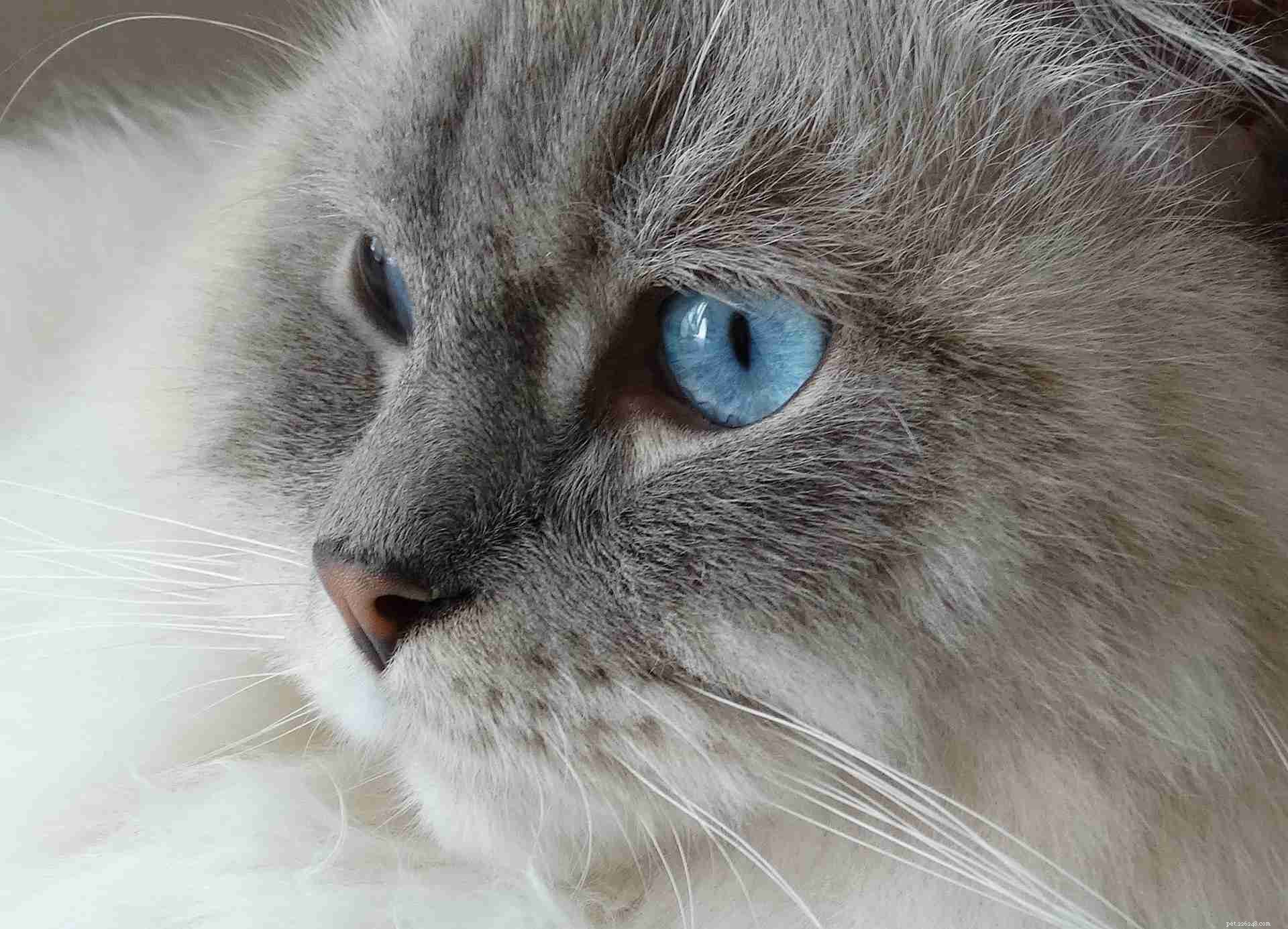 Discover 11 Adorable Ragdoll Cats: Stunning Photos & Loving Profiles