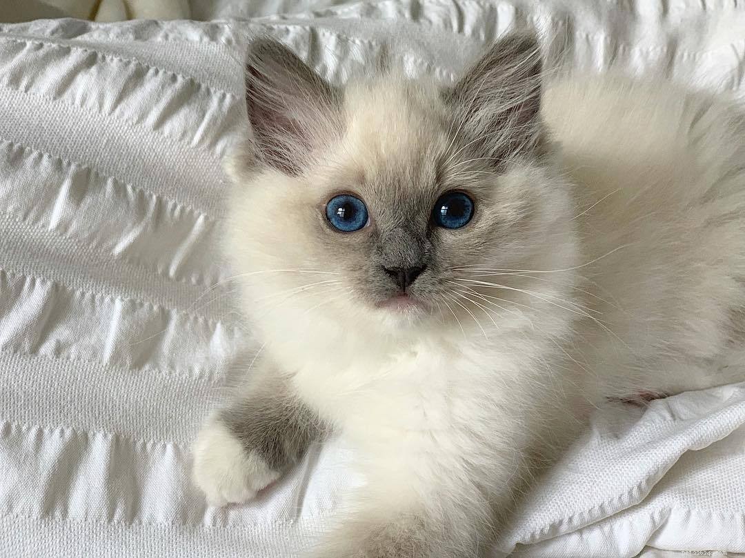 Discover 11 Adorable Ragdoll Cats: Stunning Photos & Loving Profiles