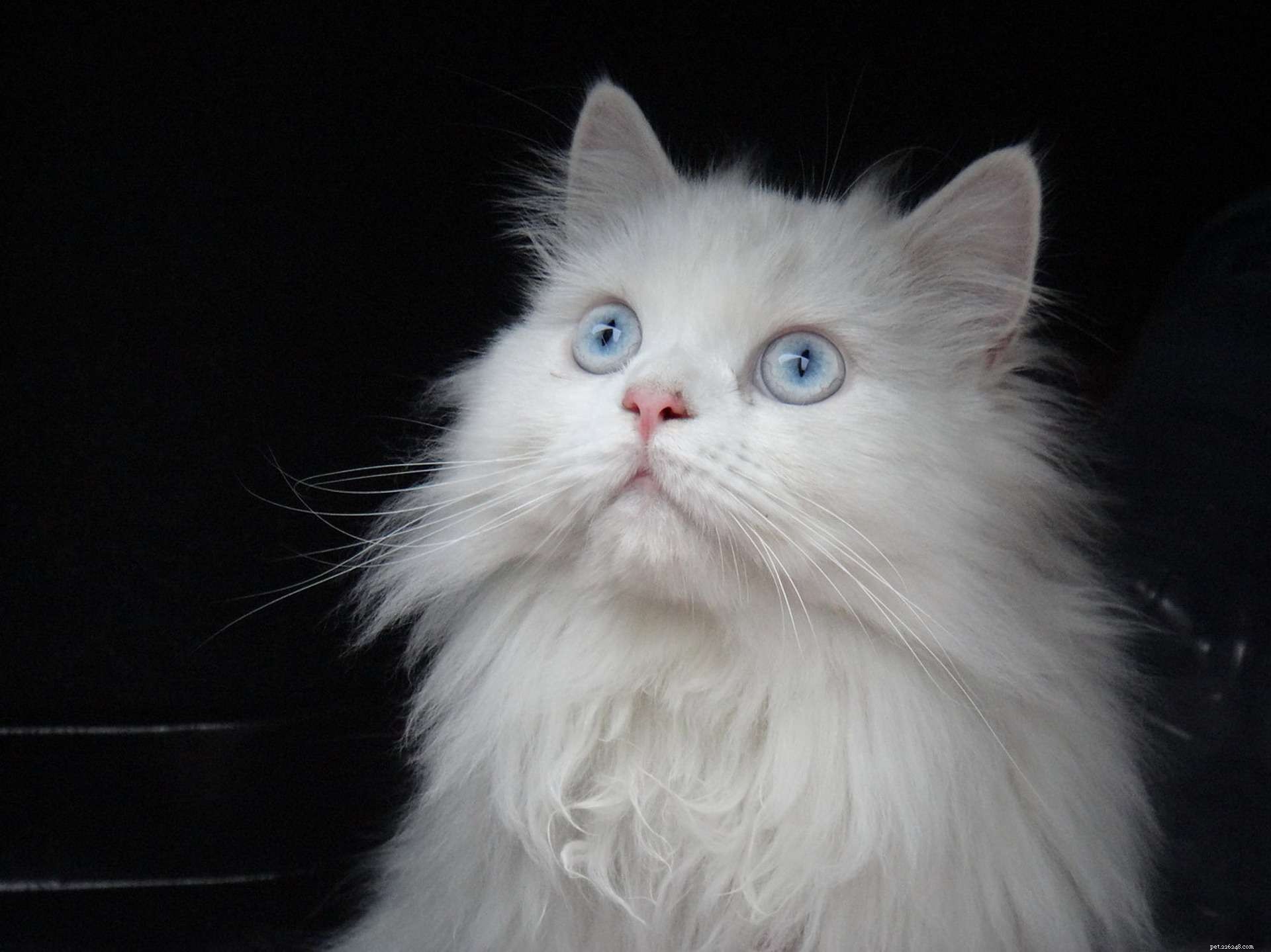 Discover 11 Stunning Persian Cats: Beauty, Origins, & Care