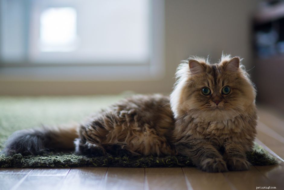 Discover 11 Stunning Persian Cats: Beauty, Origins, & Care