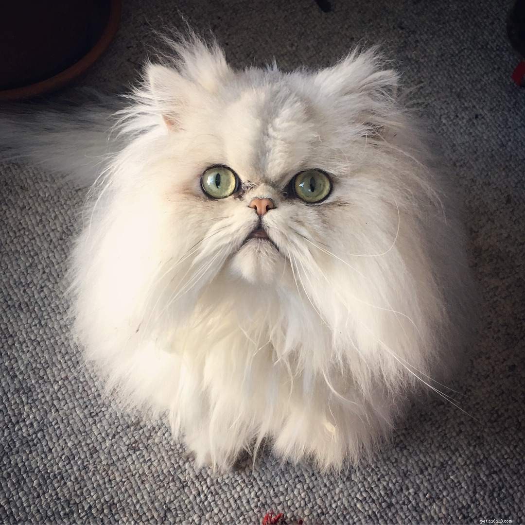 Discover 11 Stunning Persian Cats: Beauty, Origins, & Care