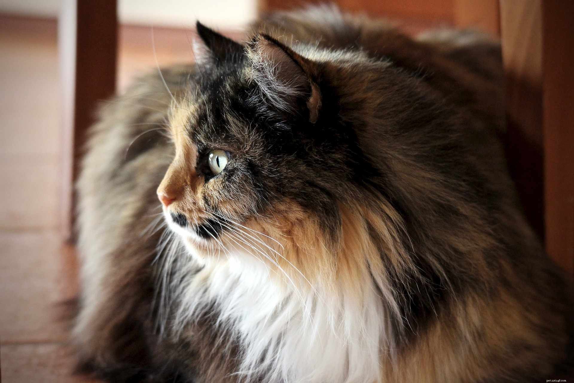 Discover 11 Stunning Persian Cats: Beauty, Origins, & Care