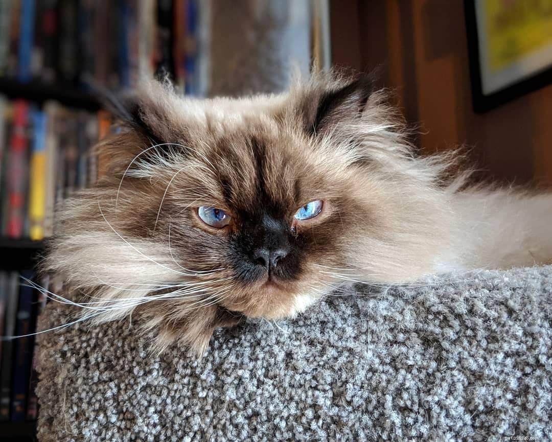 Discover 11 Stunning Persian Cats: Beauty, Origins, & Care